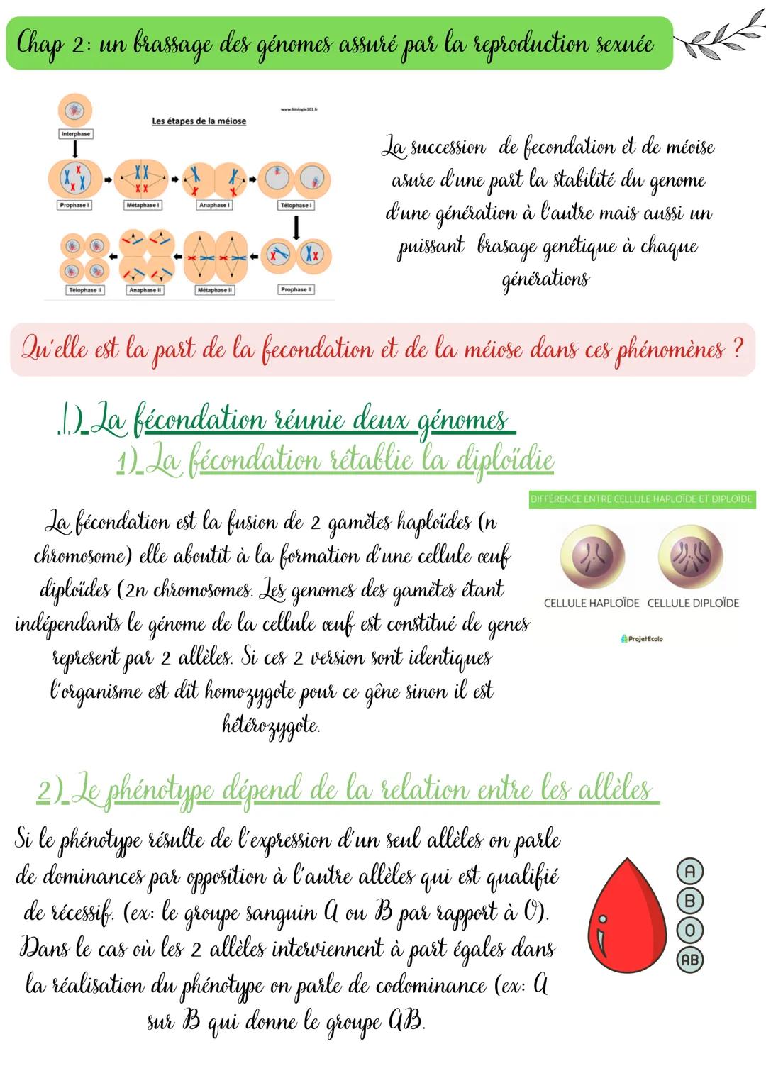 Chap 2: un
brassage des génomes assuré par la reproduction sexuée
Interphase
Les étapes de la méiose
XX
Prophase I
Metaphase I
Anaphase I
Te