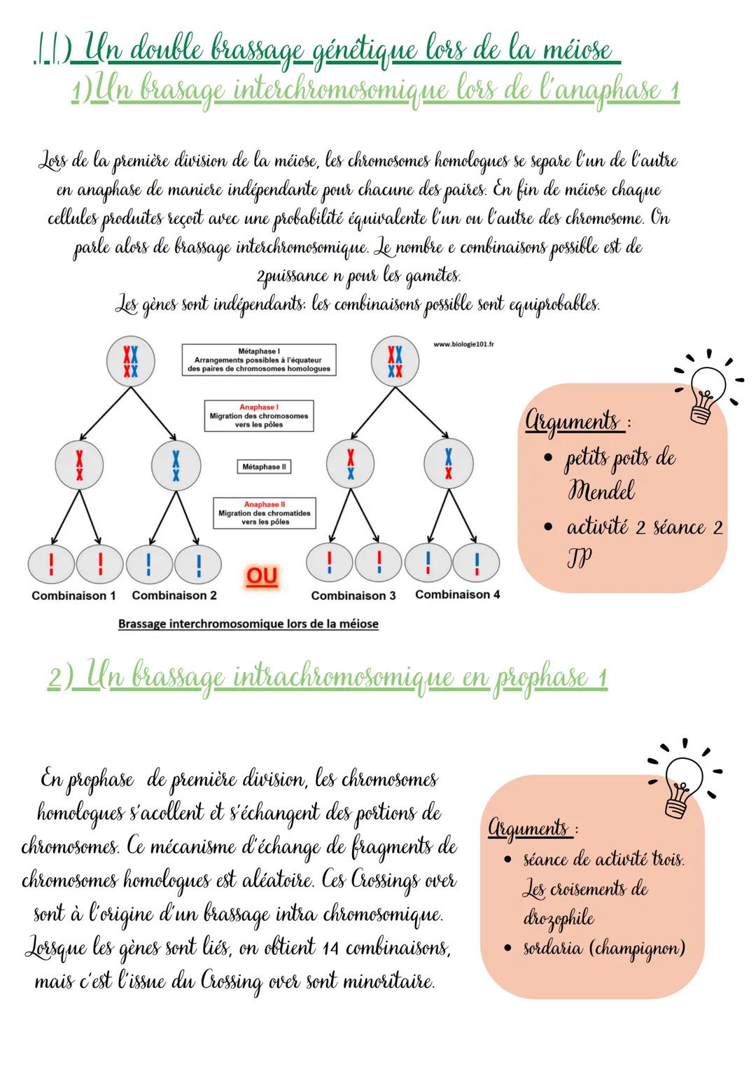 Chap 2: un
brassage des génomes assuré par la reproduction sexuée
Interphase
Les étapes de la méiose
XX
Prophase I
Metaphase I
Anaphase I
Te