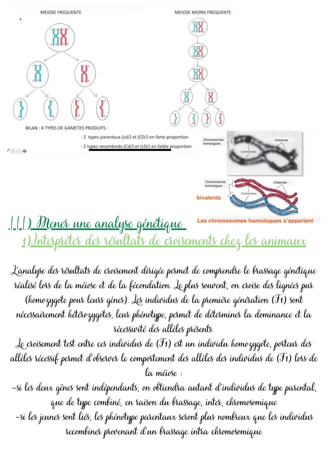 Chap 2: un
brassage des génomes assuré par la reproduction sexuée
Interphase
Les étapes de la méiose
XX
Prophase I
Metaphase I
Anaphase I
Te