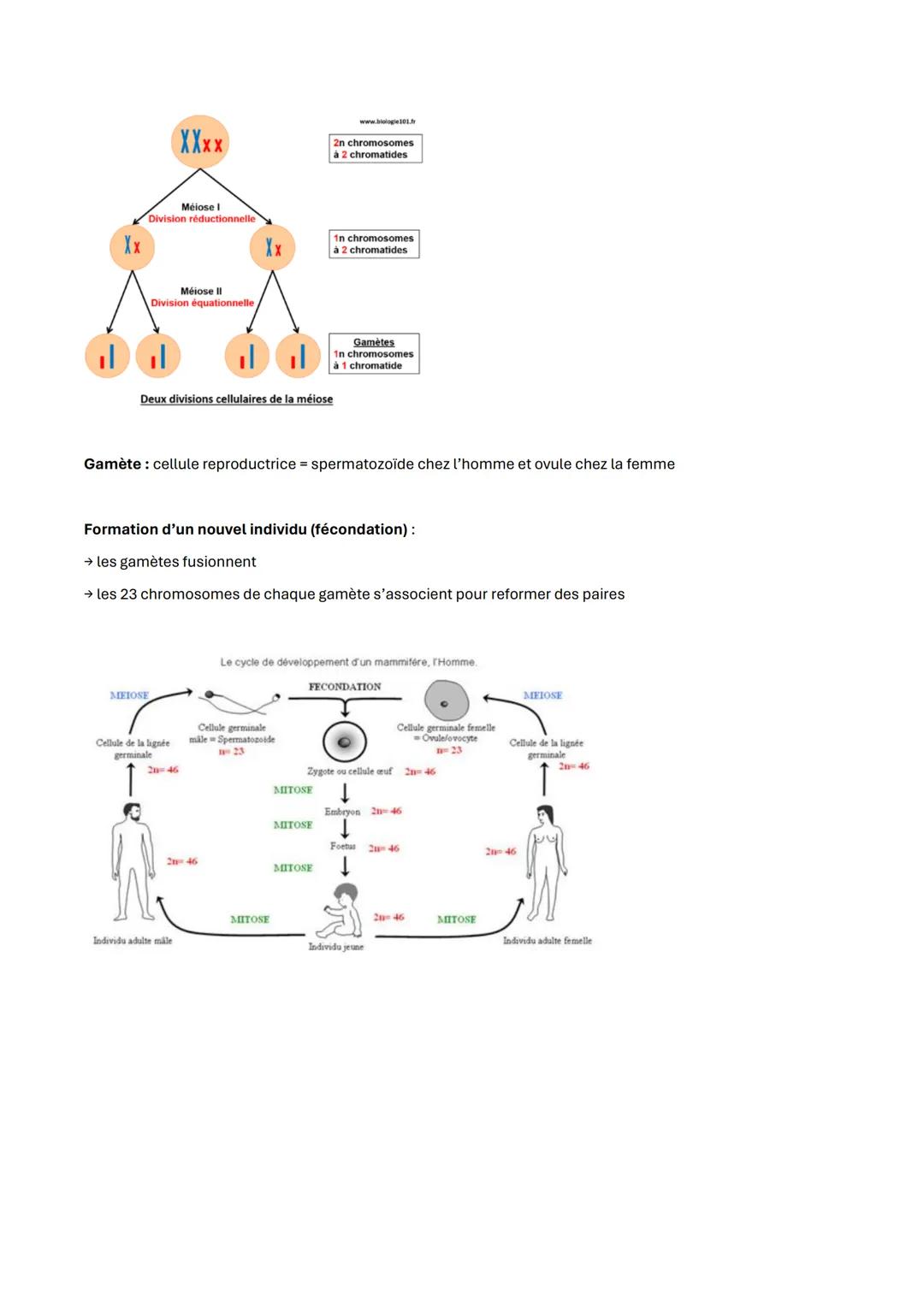 Fiche de révision de la partie génétique
Caractères environnementaux → modifiés par notre milieu, nos habitudes, notre éducation, etc...
C