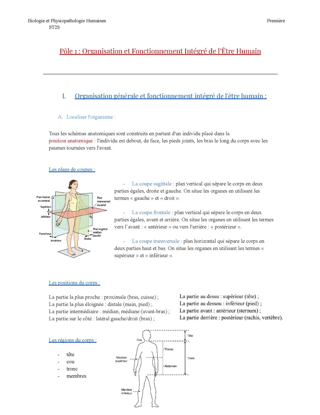 Fiche - 1 ST2S - BPH Pôle 1 - Organisation et fonctionnement intégré de l’être humain