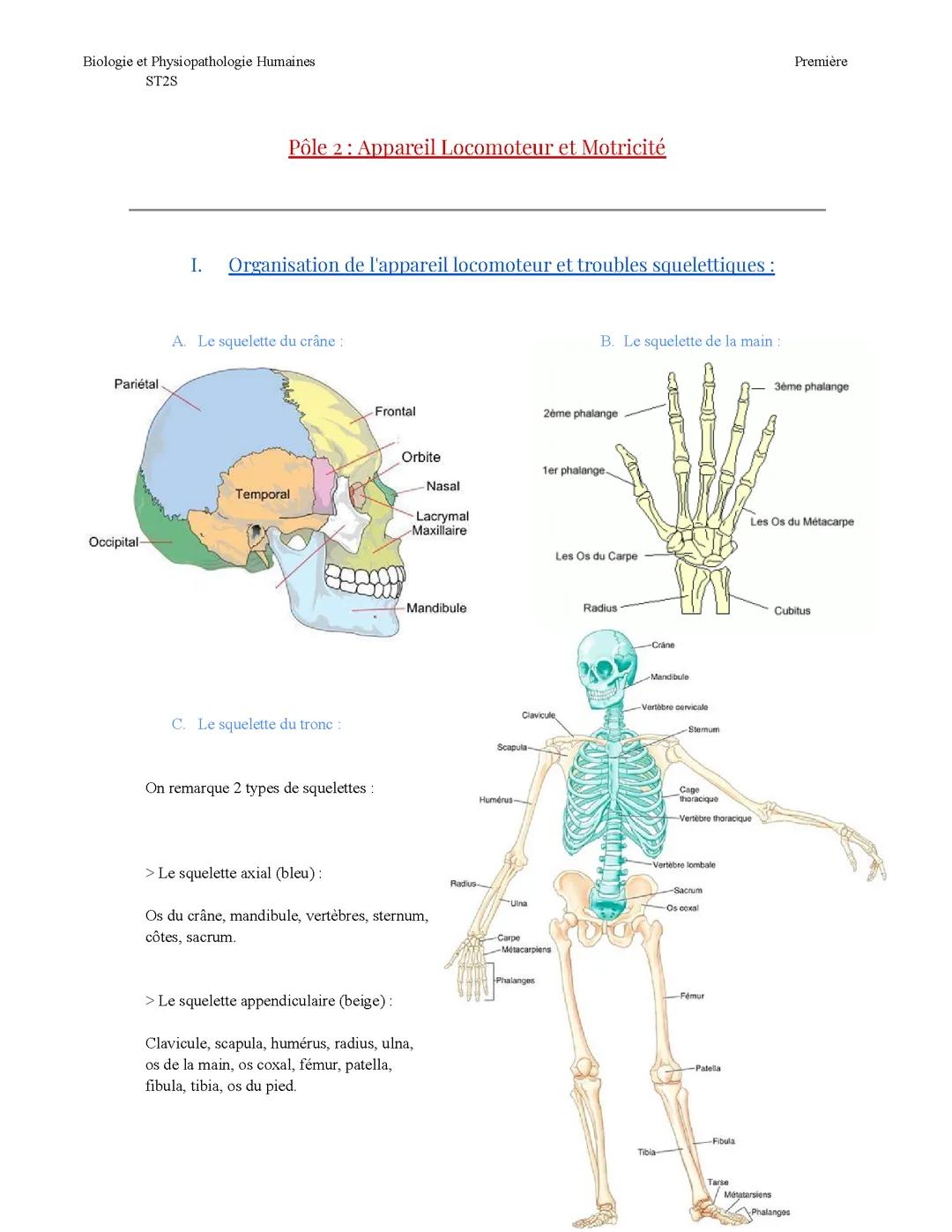 Fiche - 1ST2S - BPH - Pôle 2 Appareil Locomoteur et motricité