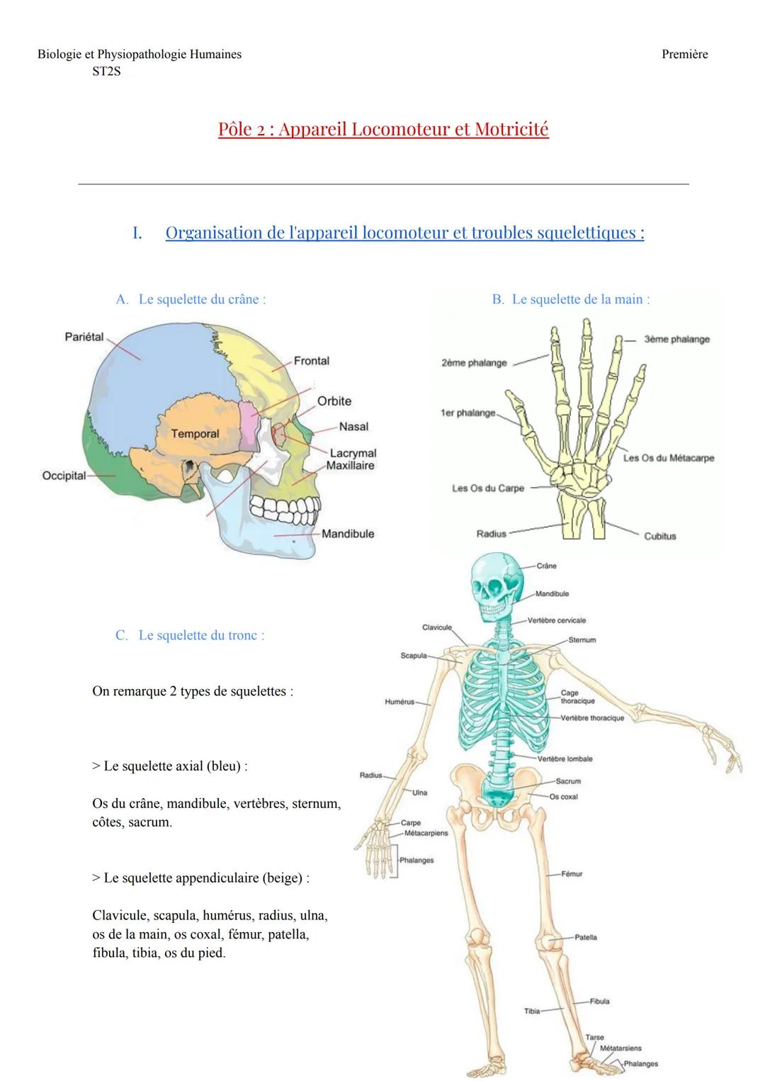 Biologie et Physiopathologie Humaines
ST2S
Pariétal
Pôle 2: Appareil Locomoteur et Motricité
I. Organisation de l'appareil locomoteur et tro