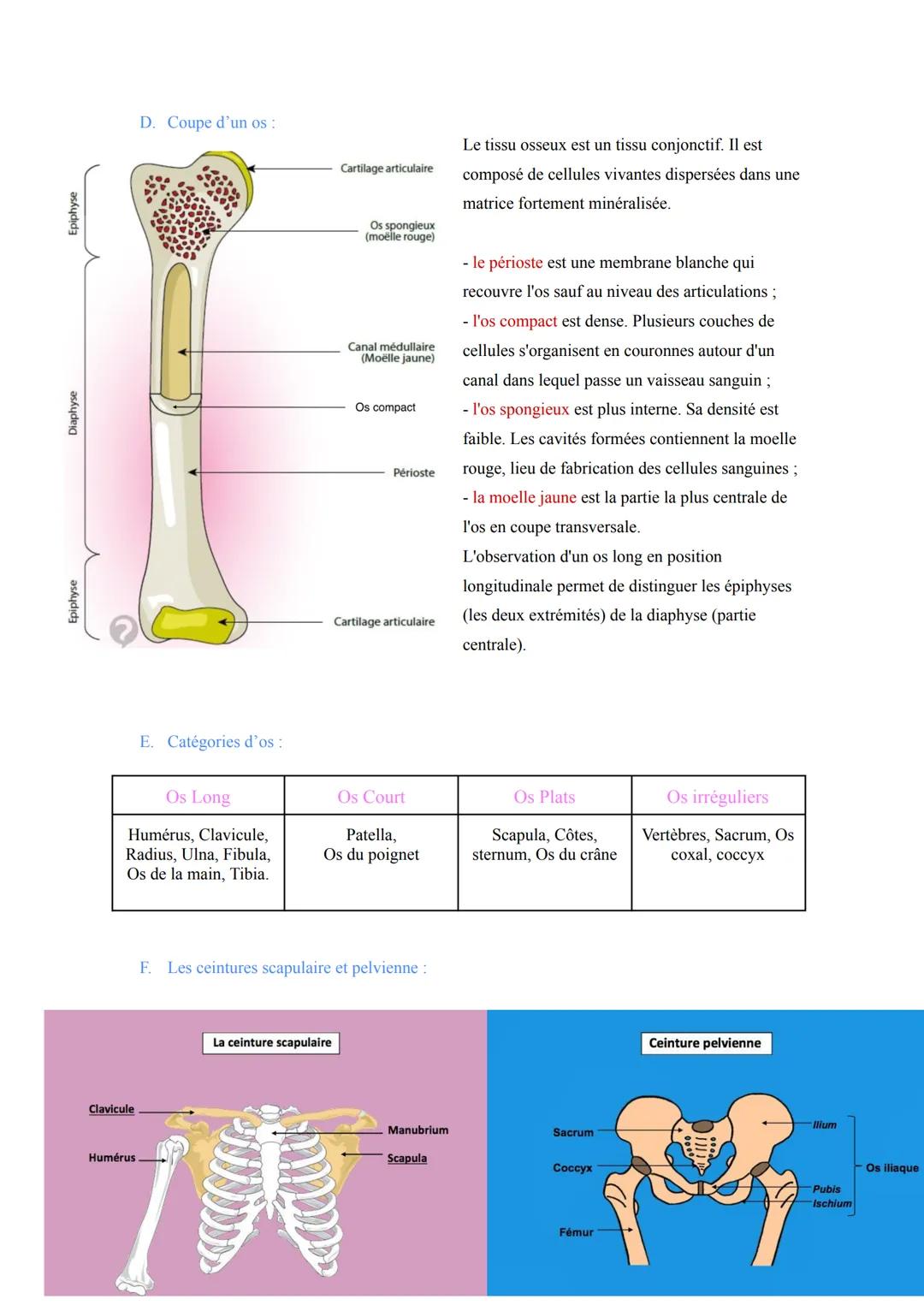 Biologie et Physiopathologie Humaines
ST2S
Pariétal
Pôle 2: Appareil Locomoteur et Motricité
I. Organisation de l'appareil locomoteur et tro