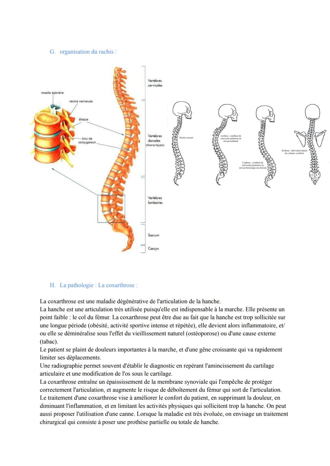 Biologie et Physiopathologie Humaines
ST2S
Pariétal
Pôle 2: Appareil Locomoteur et Motricité
I. Organisation de l'appareil locomoteur et tro