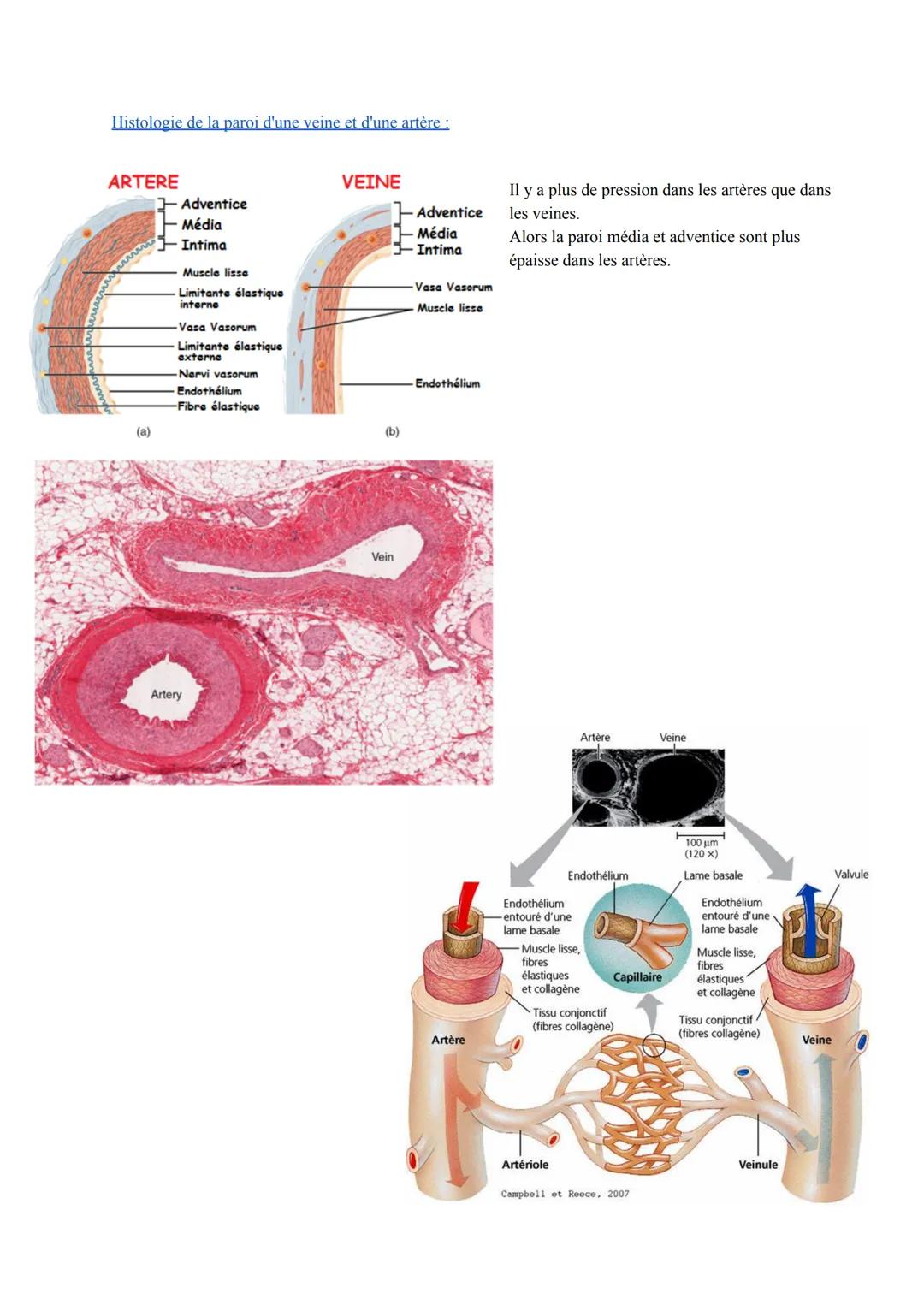 Biologie et Physiopathologie Humaines
ST2S
Pôle 4: Appareil Cardio-vasculaire et Circulation Sanguine
I. Anatomie et physiologie cardiaque :