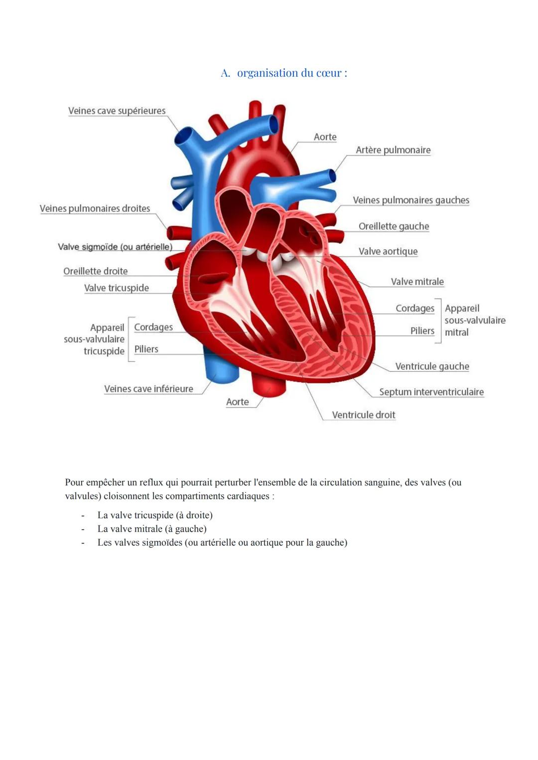 Biologie et Physiopathologie Humaines
ST2S
Pôle 4: Appareil Cardio-vasculaire et Circulation Sanguine
I. Anatomie et physiologie cardiaque :
