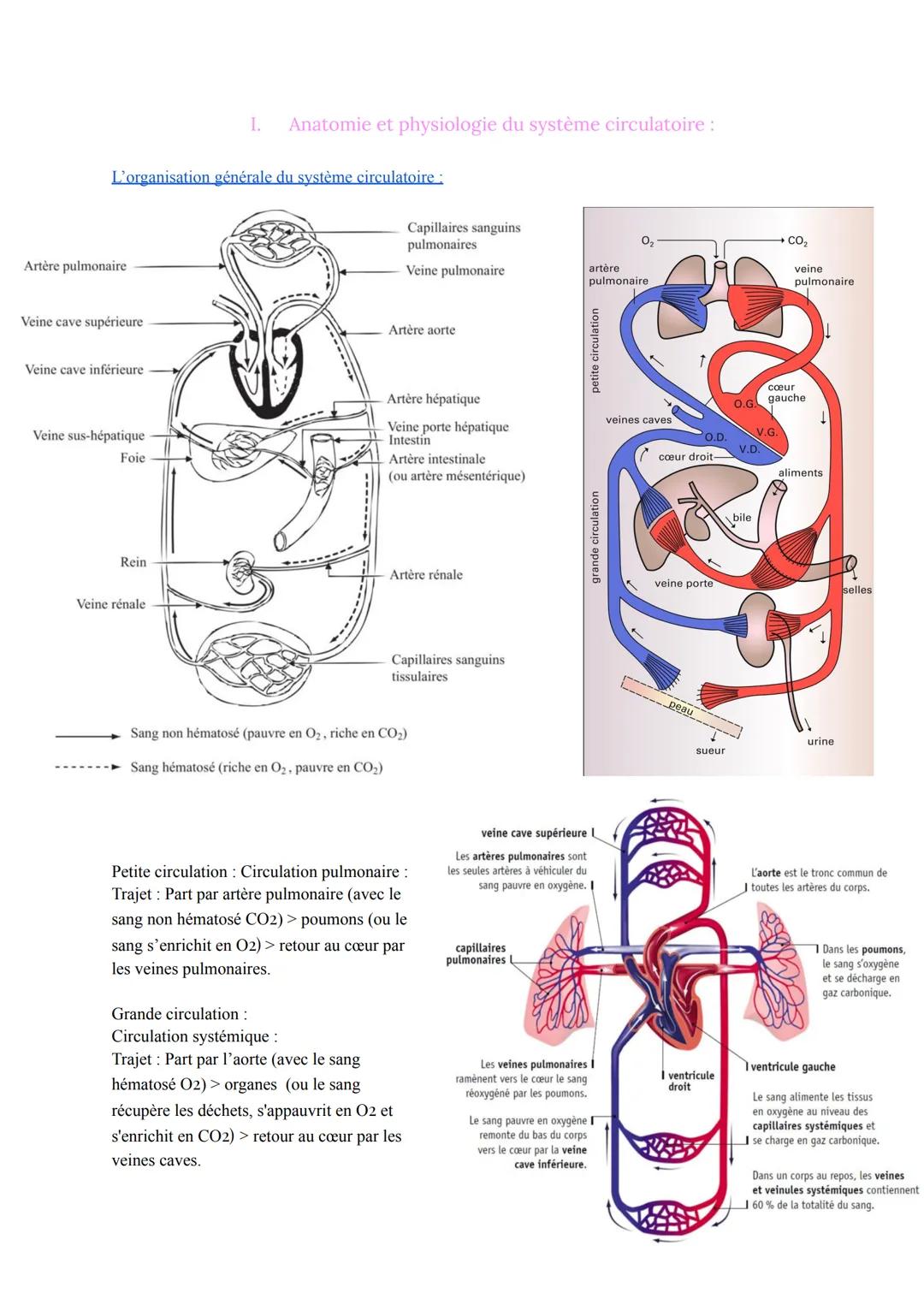 Biologie et Physiopathologie Humaines
ST2S
Pôle 4: Appareil Cardio-vasculaire et Circulation Sanguine
I. Anatomie et physiologie cardiaque :