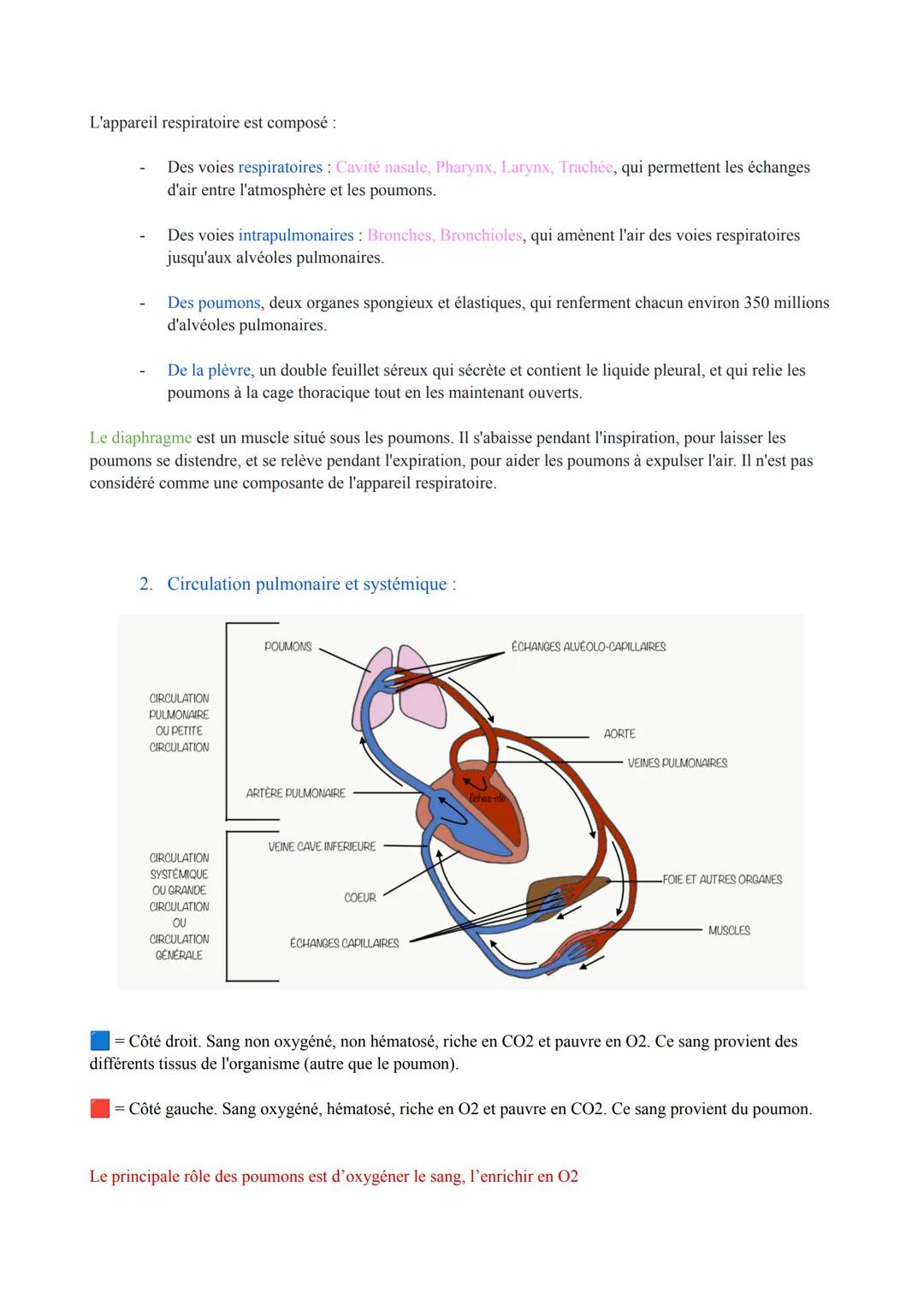 Biologie des Pathologies Humaines
ST2S
Pôle 5: Appareil Respiratoire et Échanges Gazeux
Première
I. Anatomie, histologie et physiologie de l