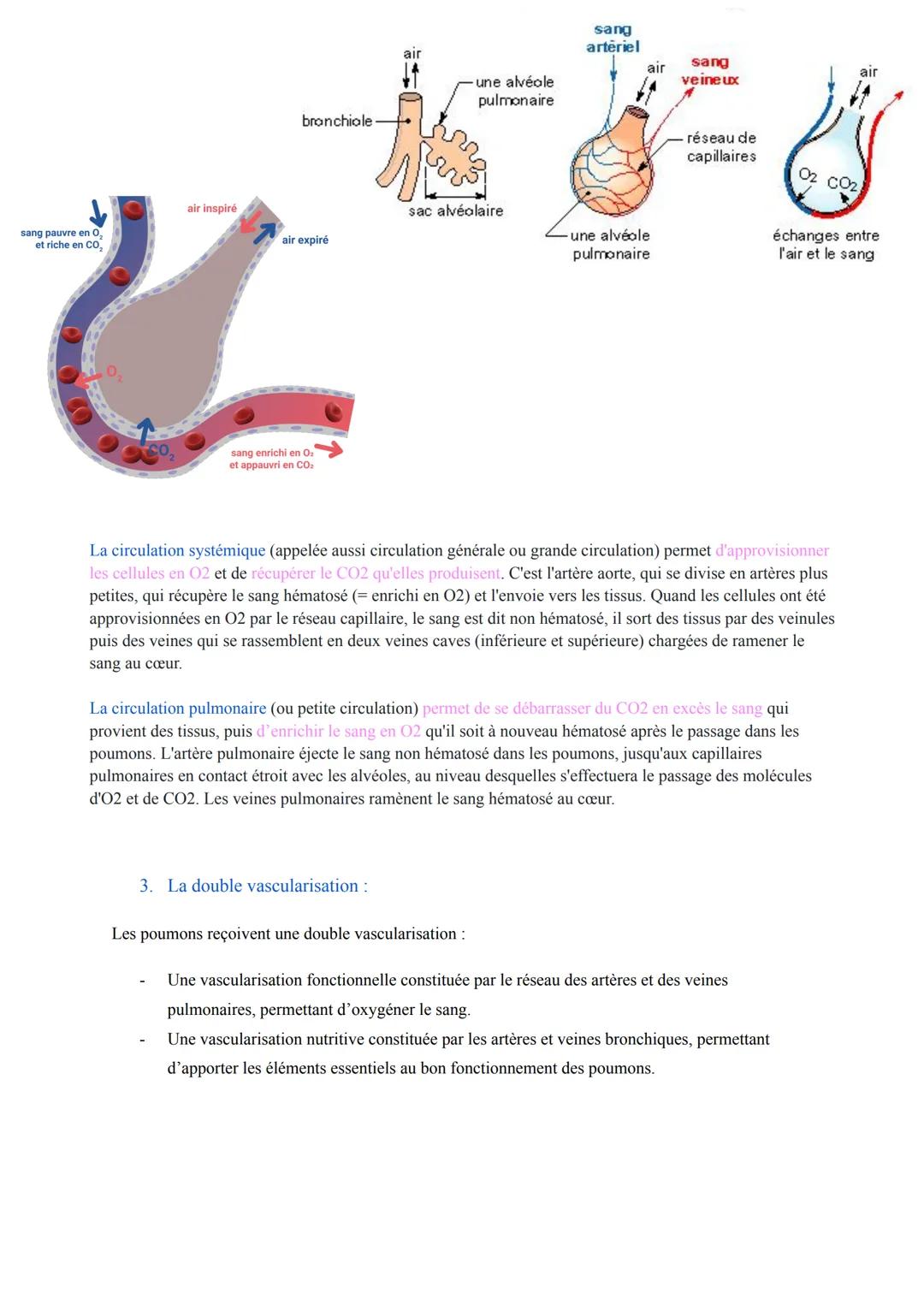 Biologie des Pathologies Humaines
ST2S
Pôle 5: Appareil Respiratoire et Échanges Gazeux
Première
I. Anatomie, histologie et physiologie de l