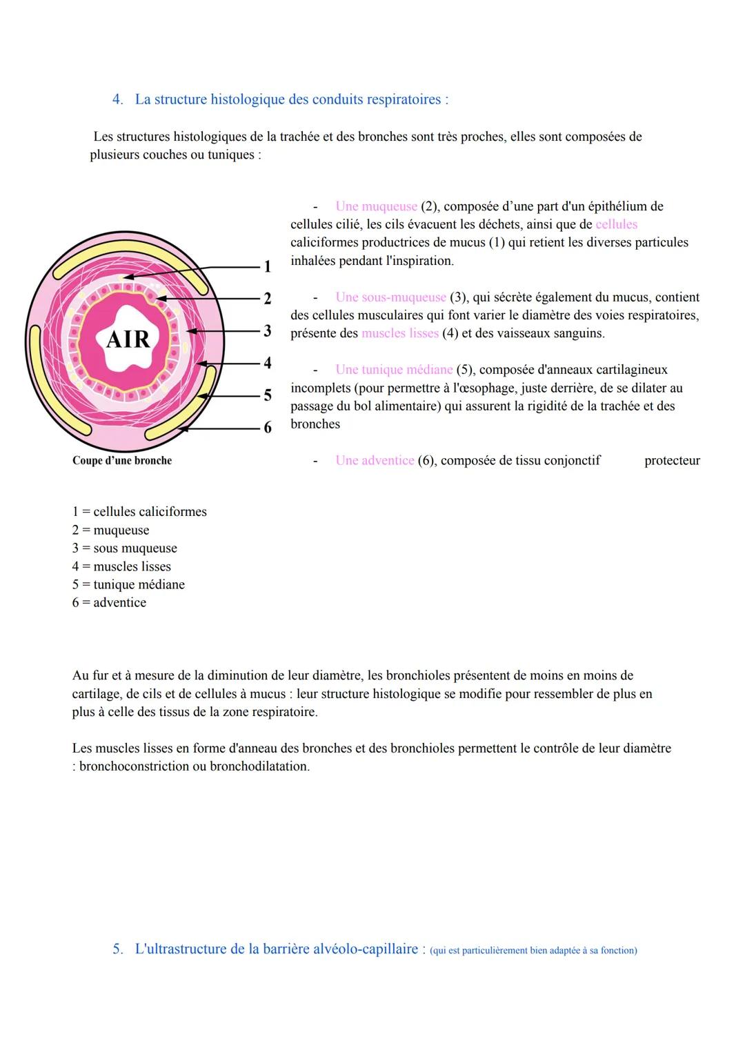 Biologie des Pathologies Humaines
ST2S
Pôle 5: Appareil Respiratoire et Échanges Gazeux
Première
I. Anatomie, histologie et physiologie de l