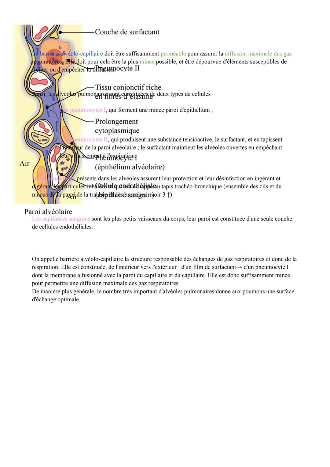 Biologie des Pathologies Humaines
ST2S
Pôle 5: Appareil Respiratoire et Échanges Gazeux
Première
I. Anatomie, histologie et physiologie de l