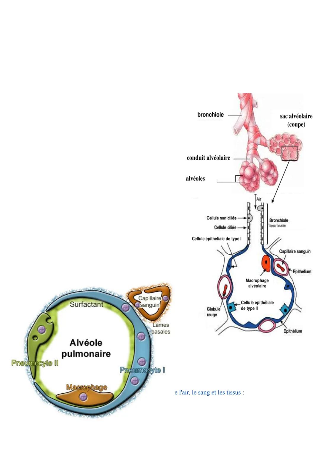 Biologie des Pathologies Humaines
ST2S
Pôle 5: Appareil Respiratoire et Échanges Gazeux
Première
I. Anatomie, histologie et physiologie de l