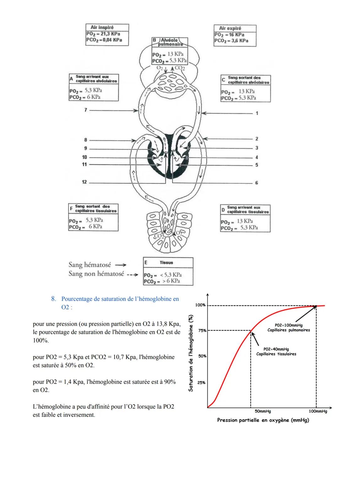 Biologie des Pathologies Humaines
ST2S
Pôle 5: Appareil Respiratoire et Échanges Gazeux
Première
I. Anatomie, histologie et physiologie de l