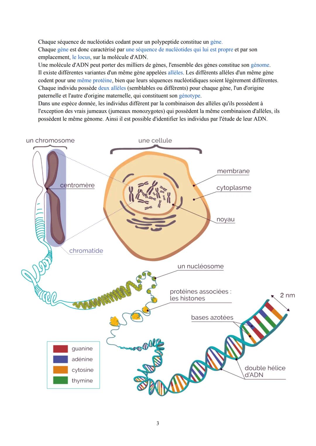 Biologie et Physiopathologie Humaines
Terminale ST2S
Pôle 1: Gène et transmission de l'information génétique
I. L'information génétique et s