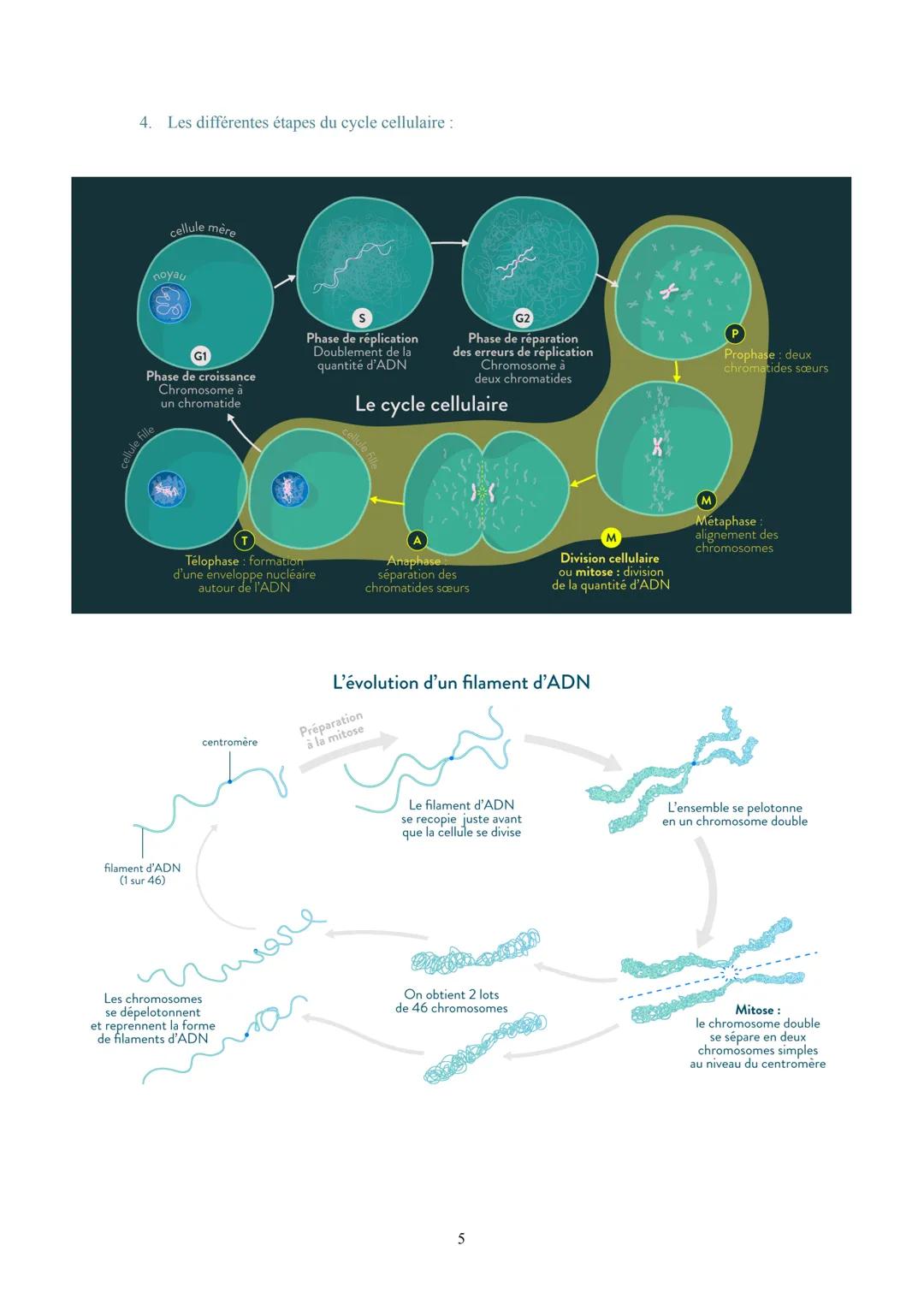Biologie et Physiopathologie Humaines
Terminale ST2S
Pôle 1: Gène et transmission de l'information génétique
I. L'information génétique et s