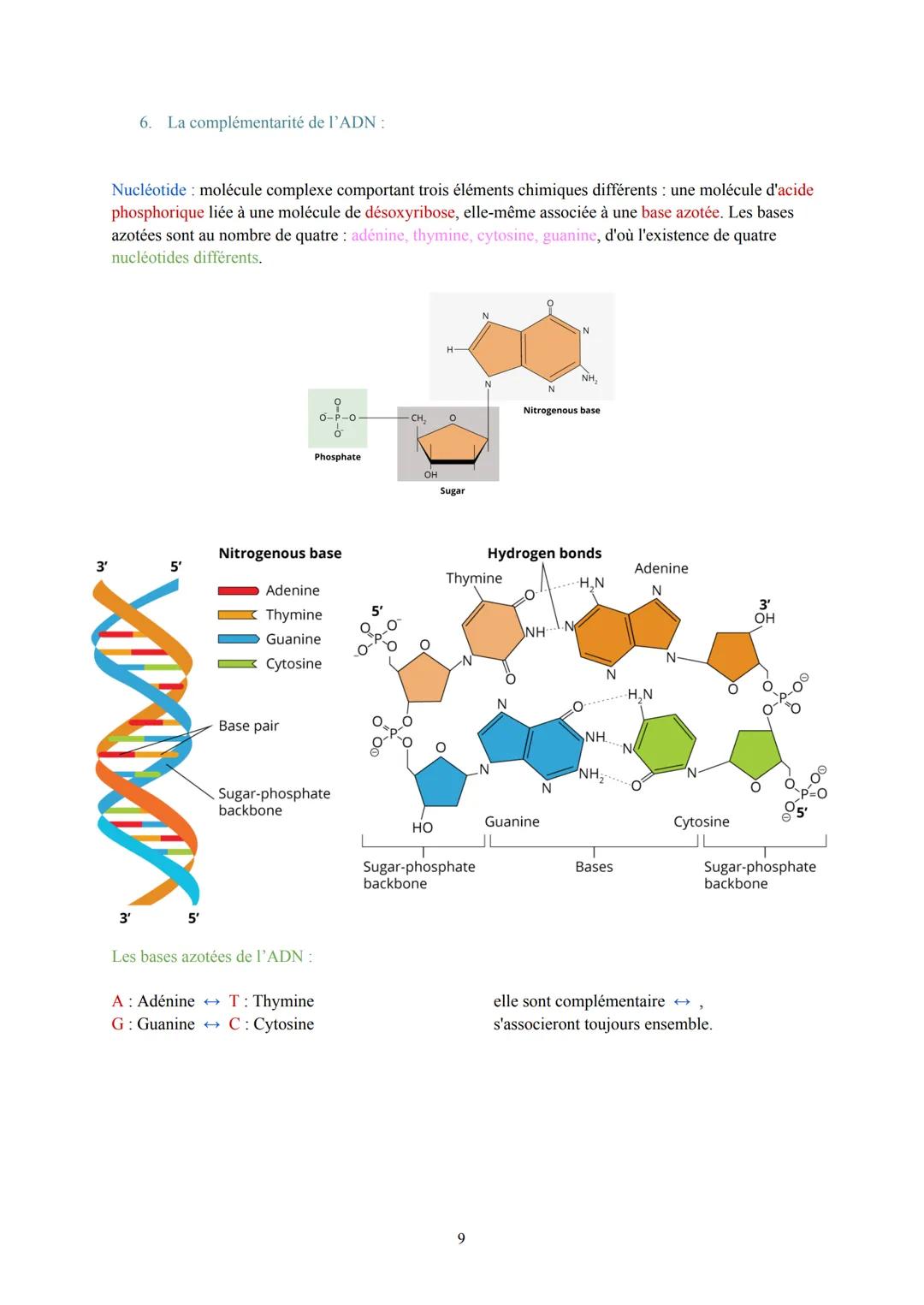 Biologie et Physiopathologie Humaines
Terminale ST2S
Pôle 1: Gène et transmission de l'information génétique
I. L'information génétique et s