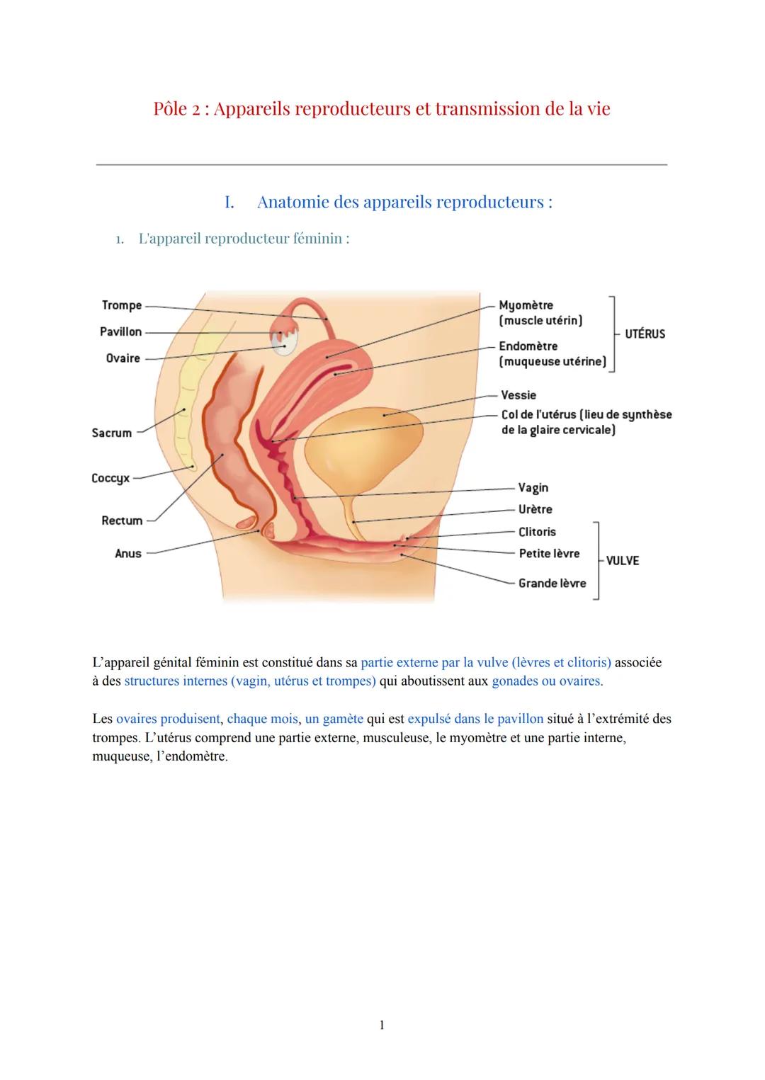 # Pôle 2: Appareils reproducteurs et transmission de la vie
## I. Anatomie des appareils reproducteurs :
1. L'appareil reproducteur fémin