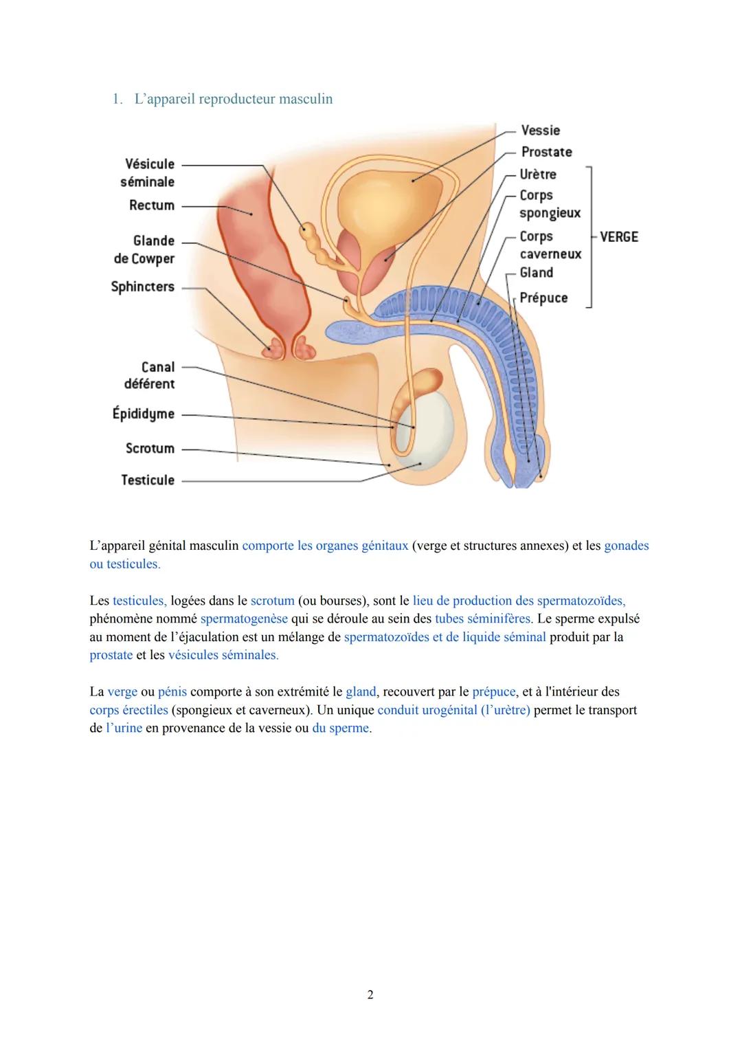 # Pôle 2: Appareils reproducteurs et transmission de la vie
## I. Anatomie des appareils reproducteurs :
1. L'appareil reproducteur fémin