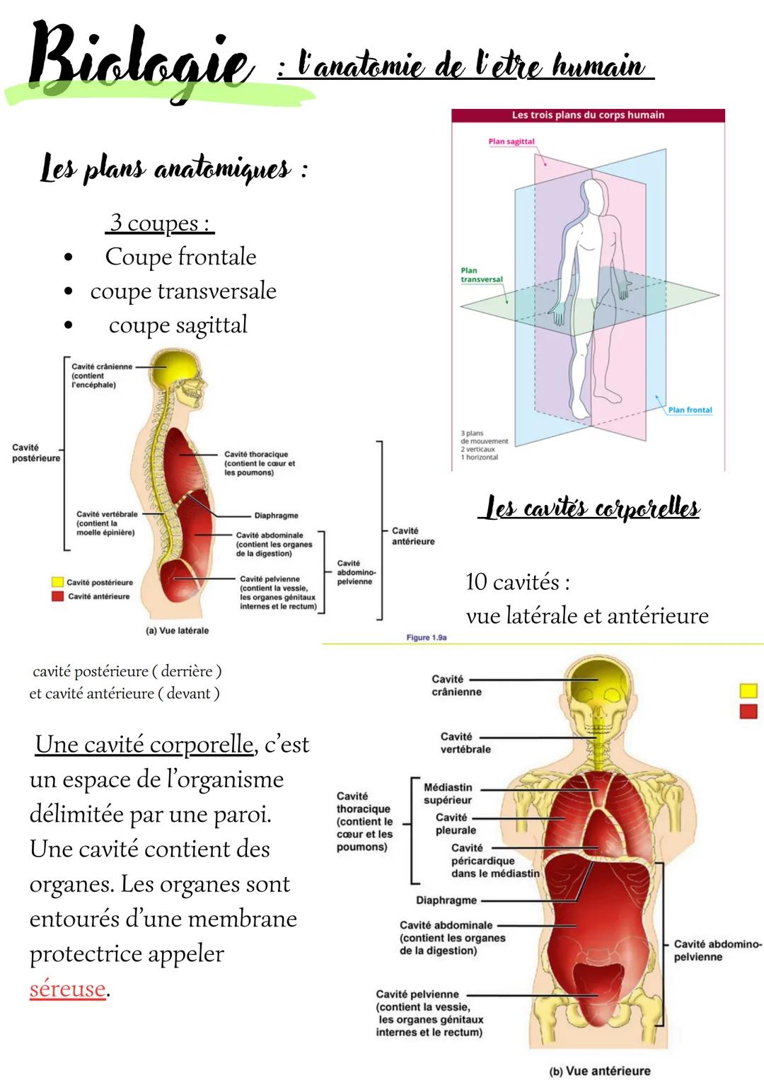 # Biologie
: l'anatomie de l'etre humain
Les plans anatomiques :
3 coupes:
- Coupe frontale
- coupe transversale
- coupe sagittal
Cavit