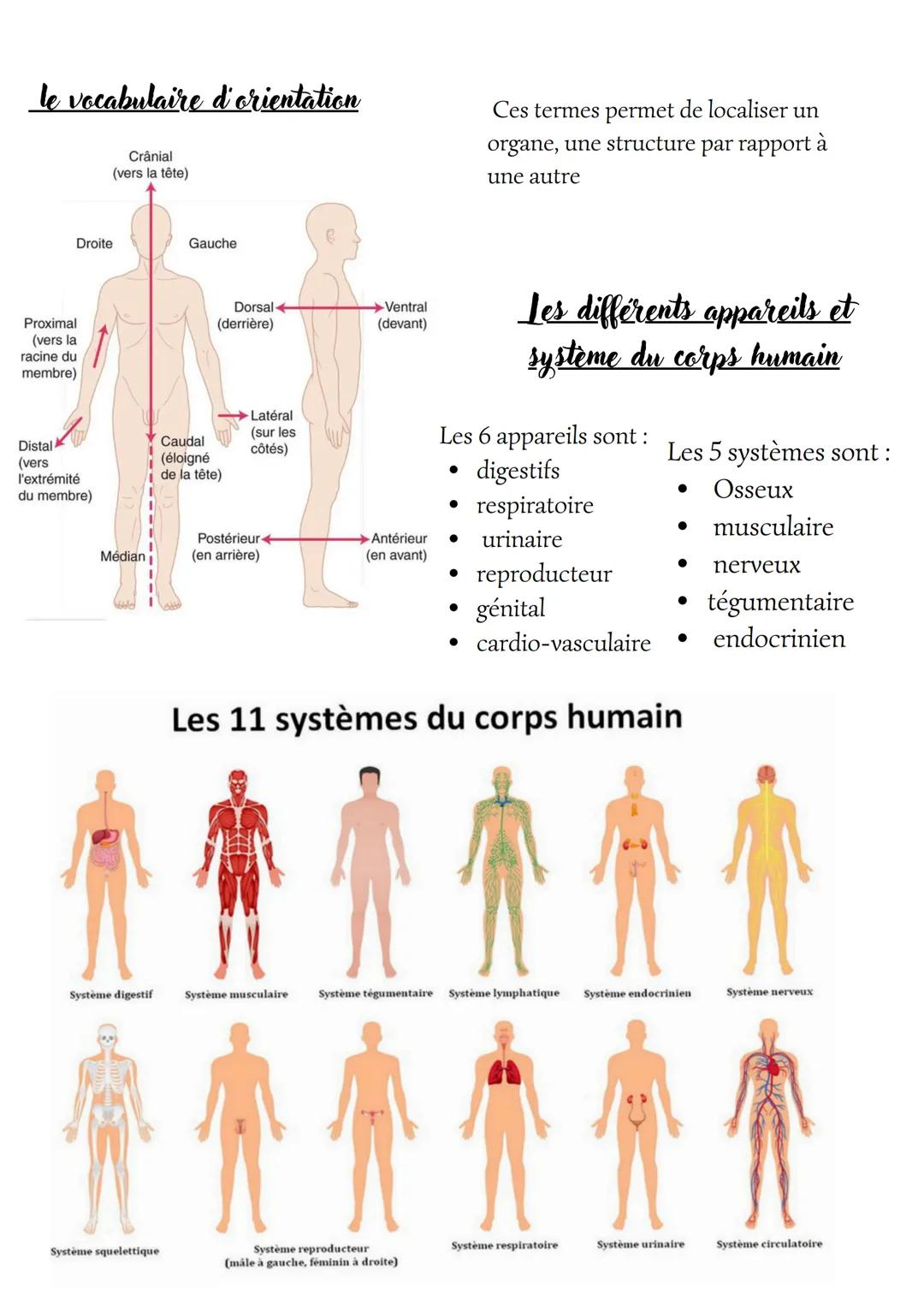 # Biologie
: l'anatomie de l'etre humain
Les plans anatomiques :
3 coupes:
- Coupe frontale
- coupe transversale
- coupe sagittal
Cavit