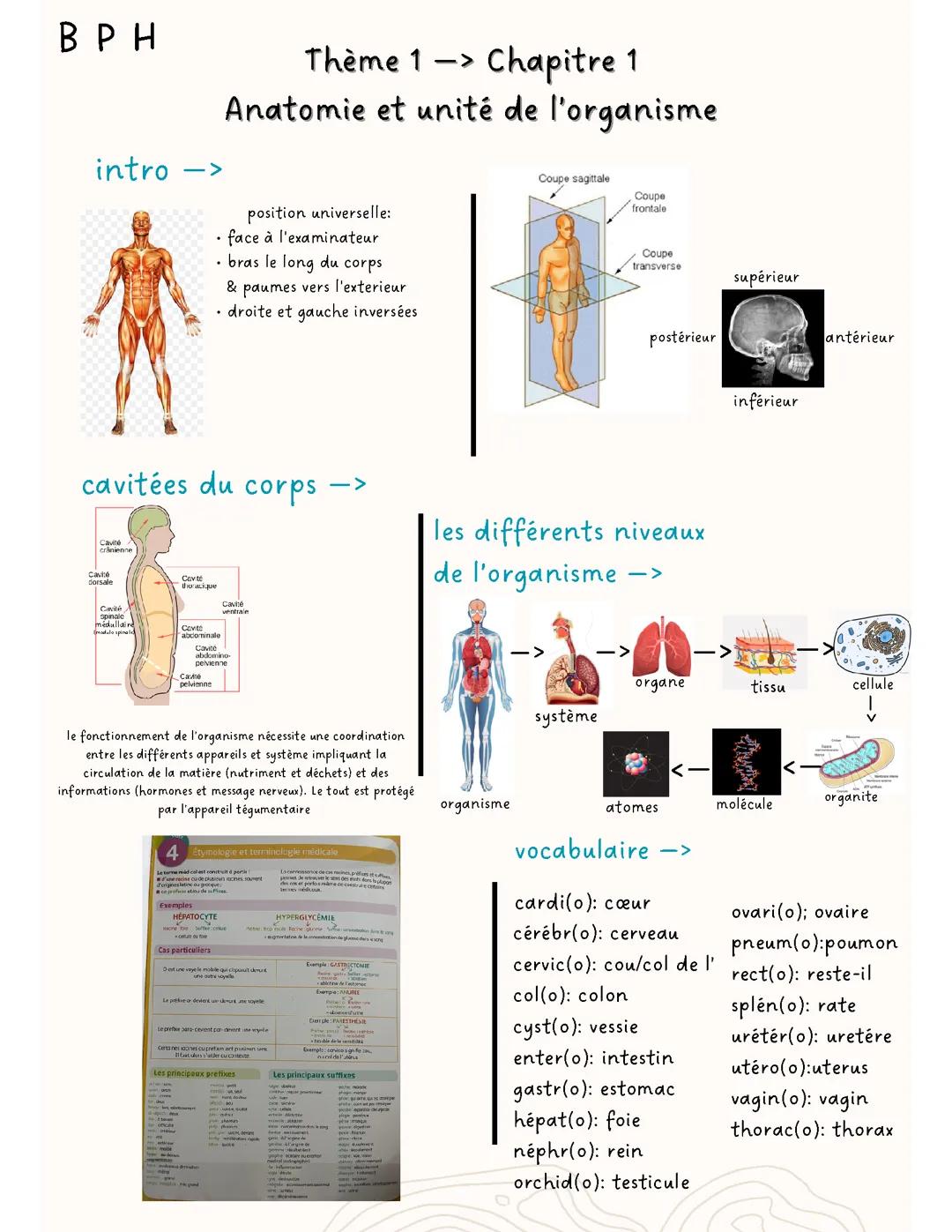 BPH: anatomie et unité de l’organisme