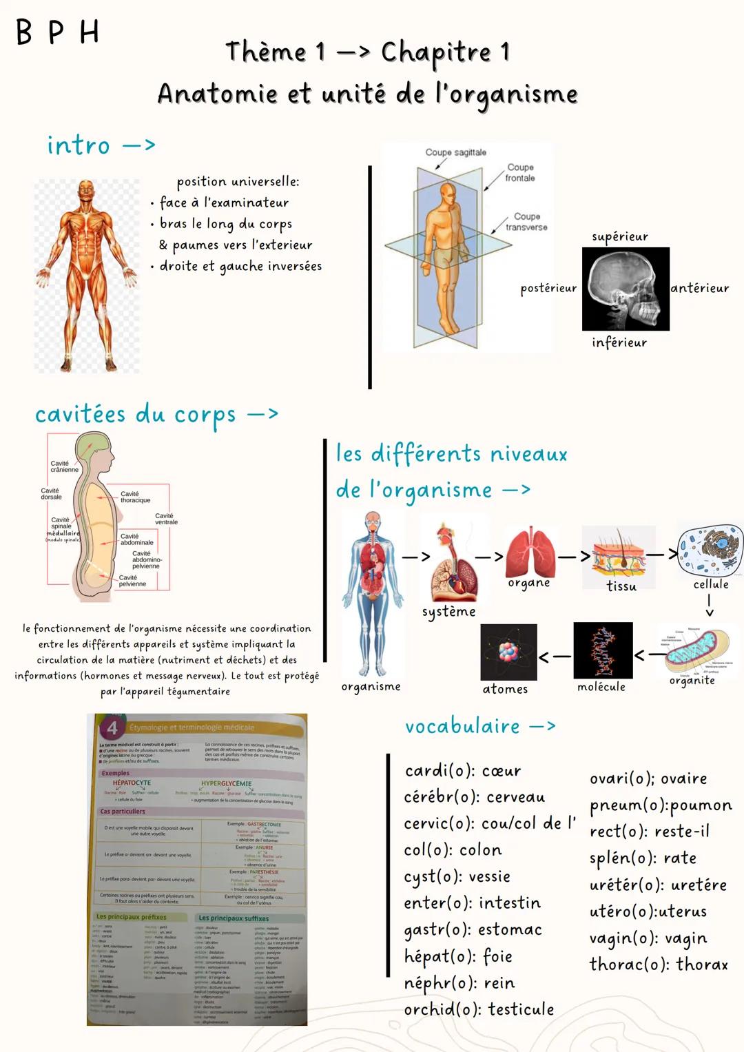 B PH
Thème 1
<-
Chapitre 1
Anatomie et unité de l'organisme
intro
->
position universelle:
face à l'examinateur
• bras le long du corps
& pa