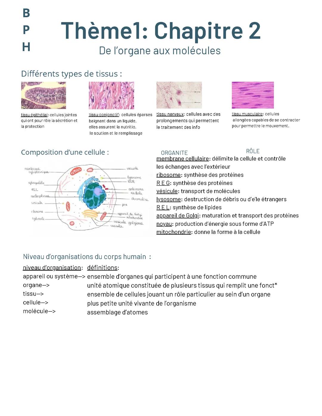 BPH: de l’organe aux molécules