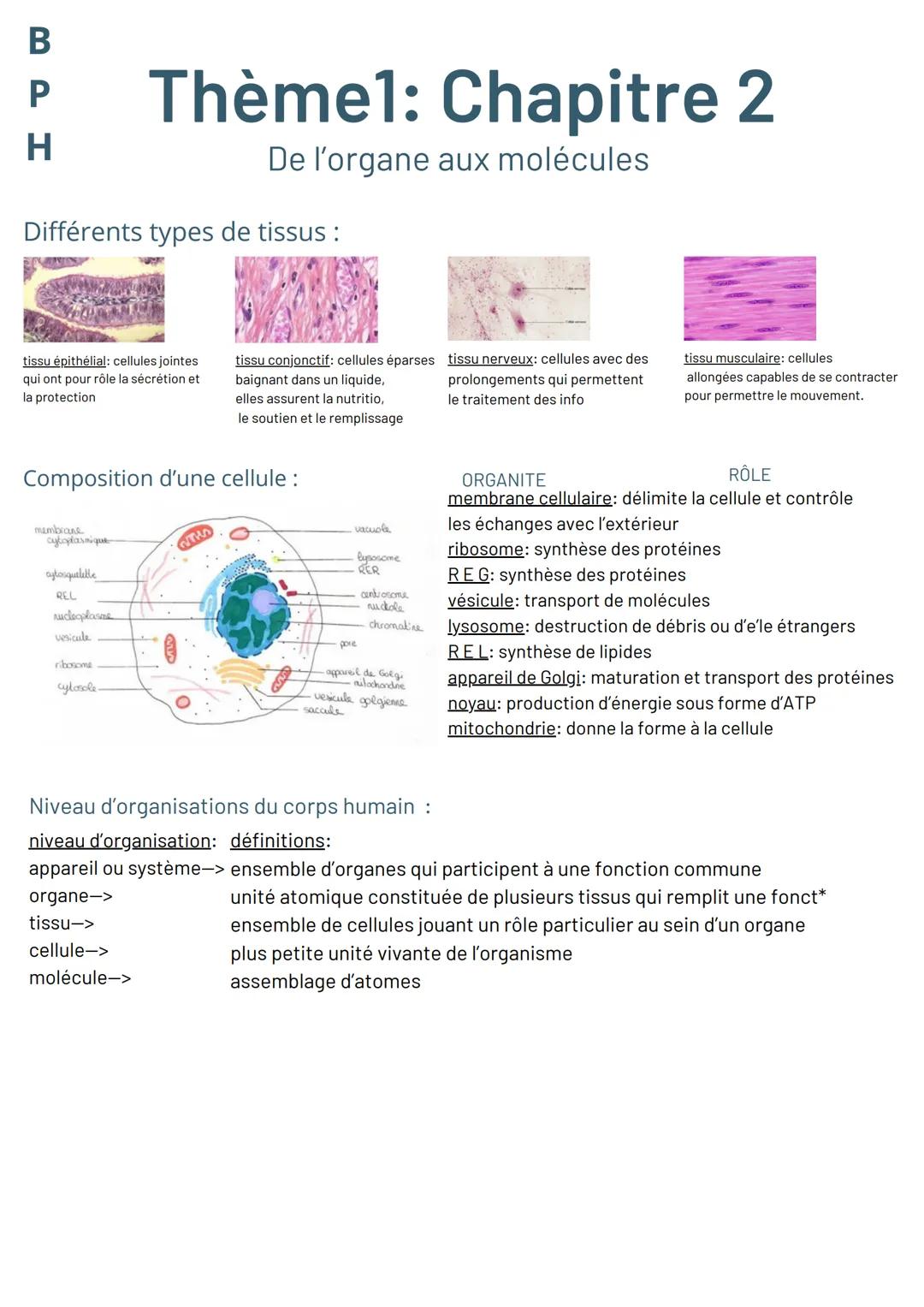 BP H
Thème1: Chapitre 2
De l'organe aux molécules
Différents types de tissus :
tissu épithélial: cellules jointes
qui ont pour rôle la sécré
