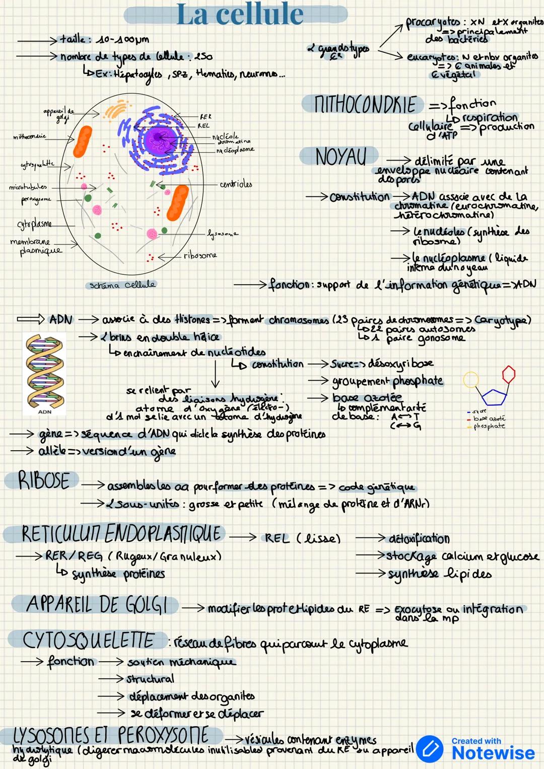 mitocondrie
> taille: 10-100m
La cellule
→ nombre de types de Cellule: 250
LDEX: Hepatocytes, SPZ, Hematics, neurons...
appareil de
golgi
RE