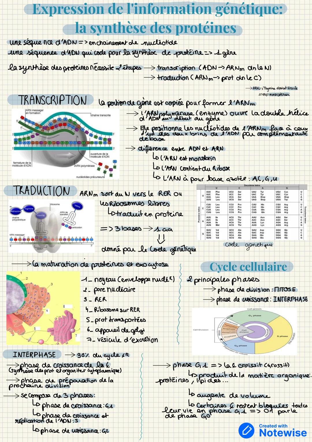 mitocondrie
> taille: 10-100m
La cellule
→ nombre de types de Cellule: 250
LDEX: Hepatocytes, SPZ, Hematics, neurons...
appareil de
golgi
RE