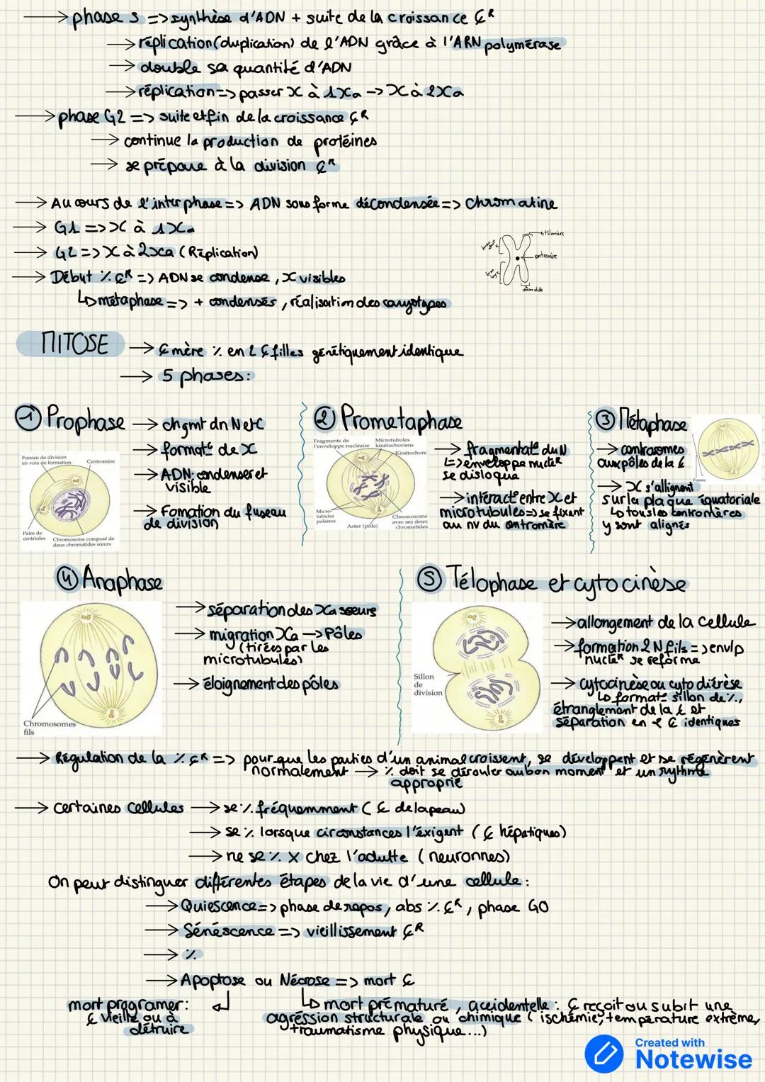 mitocondrie
> taille: 10-100m
La cellule
→ nombre de types de Cellule: 250
LDEX: Hepatocytes, SPZ, Hematics, neurons...
appareil de
golgi
RE