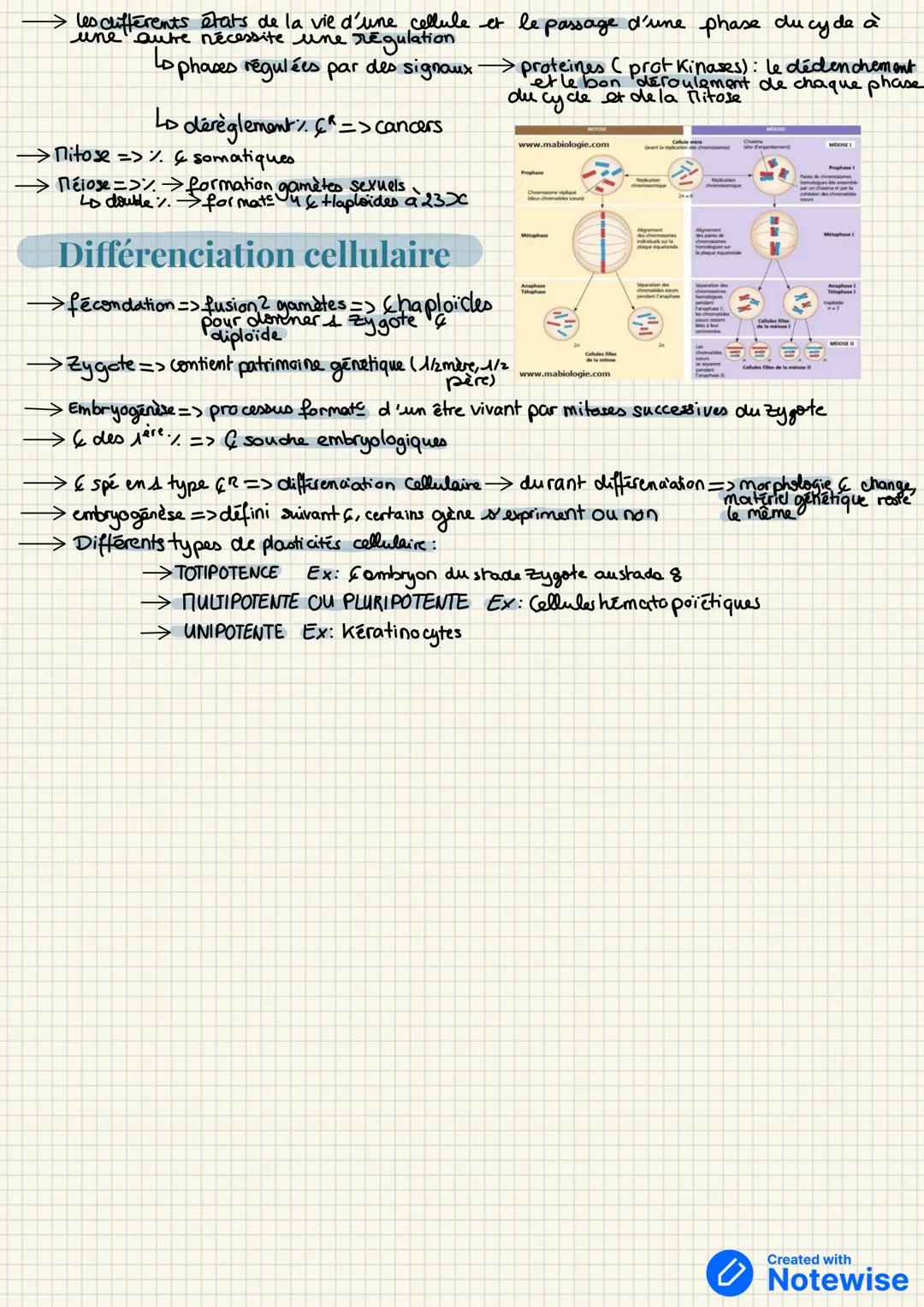 mitocondrie
> taille: 10-100m
La cellule
→ nombre de types de Cellule: 250
LDEX: Hepatocytes, SPZ, Hematics, neurons...
appareil de
golgi
RE