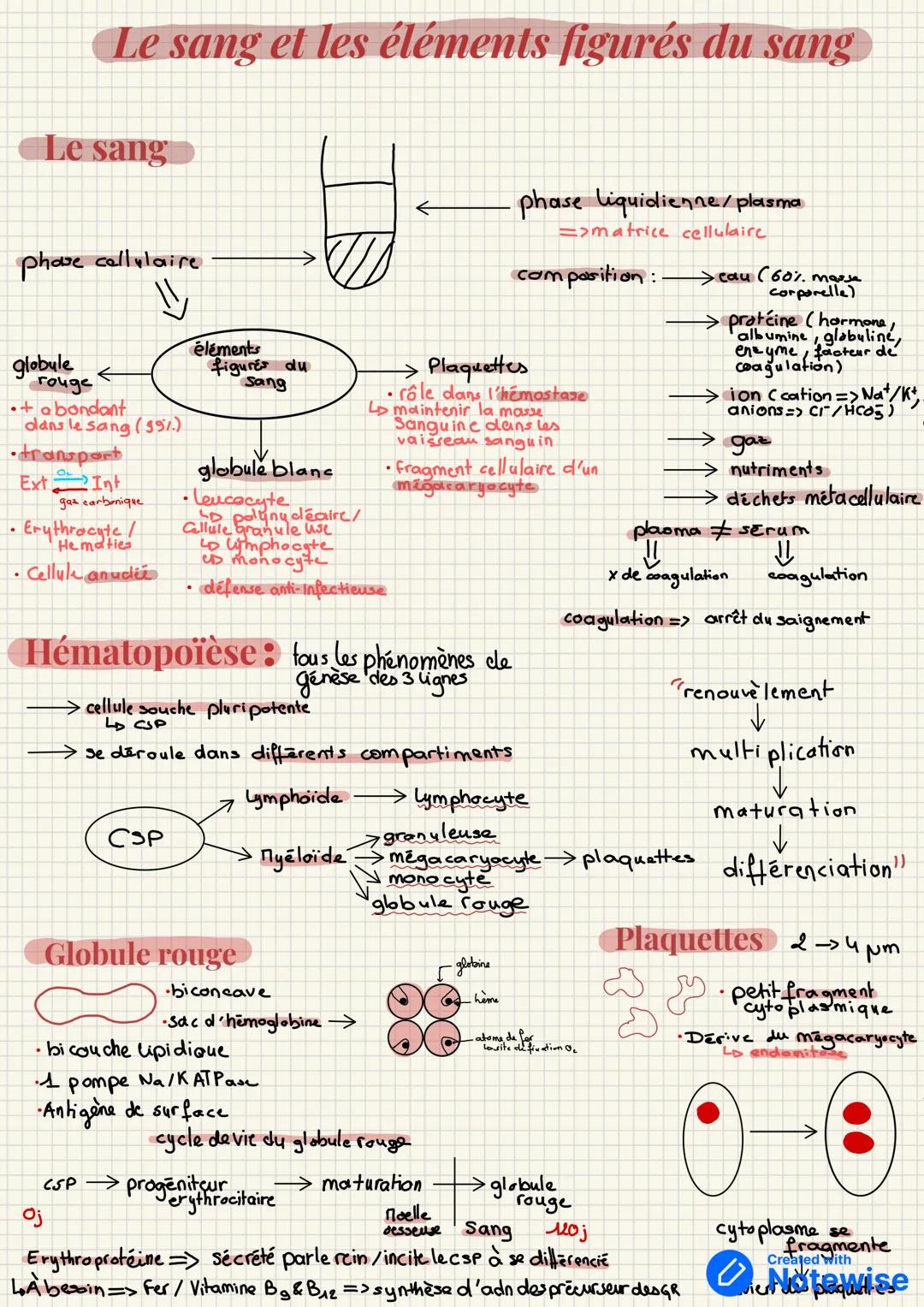 .
Le sang et les éléments figurés du sang
Le sang
phose cellulaire
globule
rouge
+abondant
olans le sang (99%)
transport
ExtInt
gaz carboniq