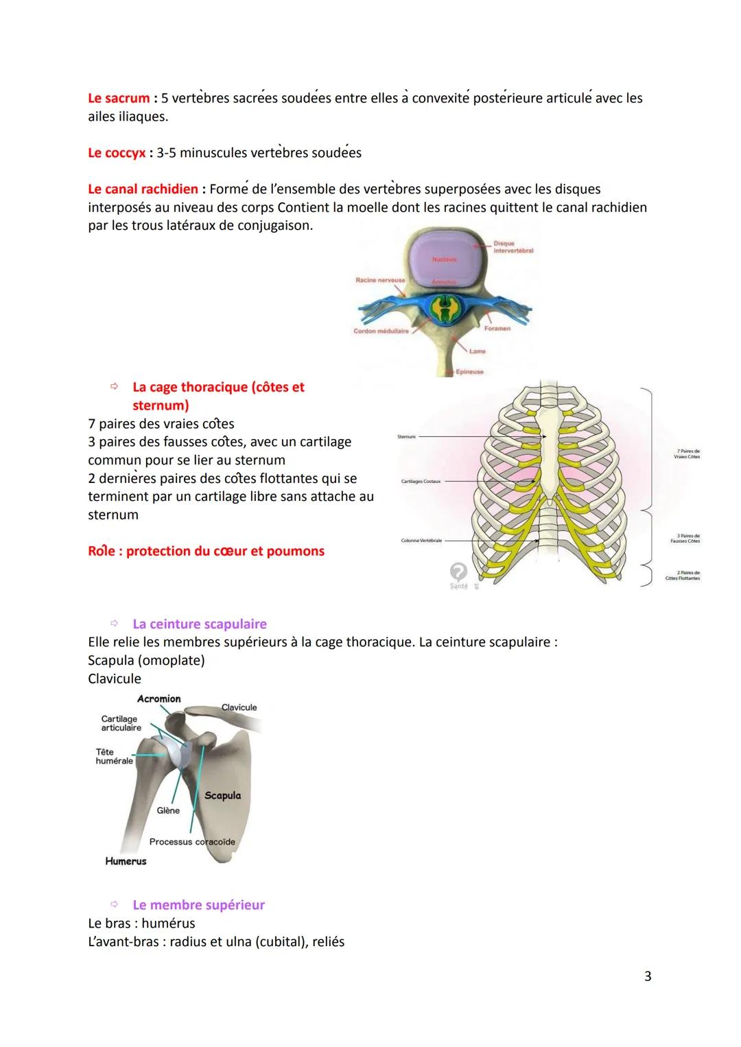 1. Définition
Physiologie de l'appareil locomoteur
Physiologie: La science qui étudie le fonctionnement et les propriétés d'une organe ou d'