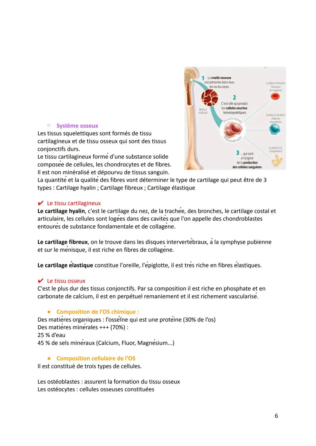 1. Définition
Physiologie de l'appareil locomoteur
Physiologie: La science qui étudie le fonctionnement et les propriétés d'une organe ou d'