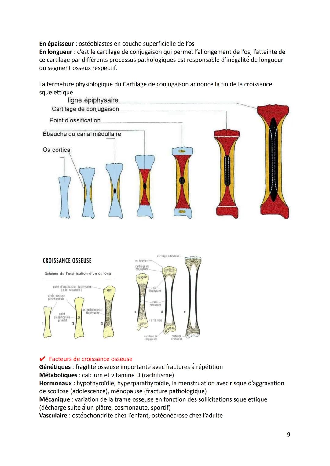 1. Définition
Physiologie de l'appareil locomoteur
Physiologie: La science qui étudie le fonctionnement et les propriétés d'une organe ou d'