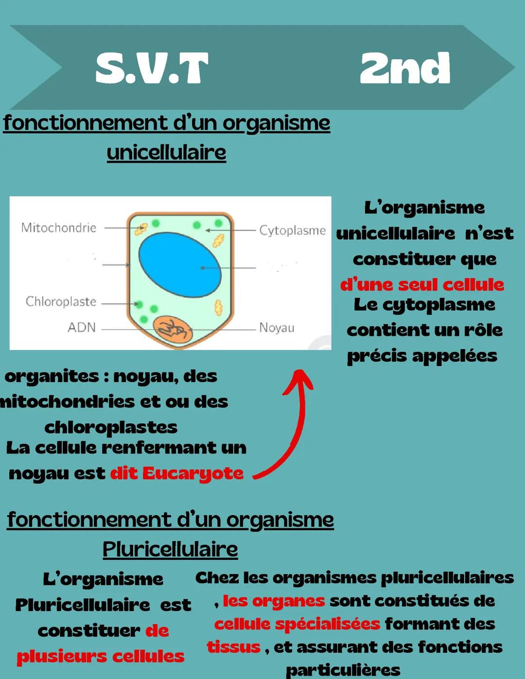 Organisme unicellulaires et pluricellulaire