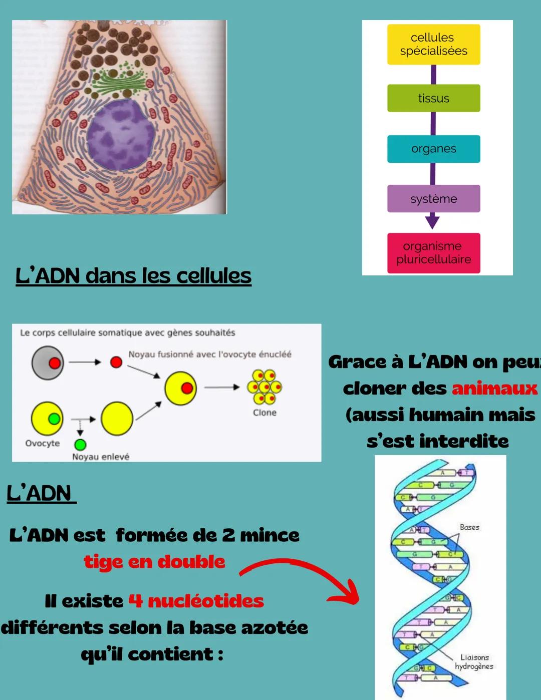 S.V.T
fonctionnement d'un organisme
unicellulaire
2nd
Mitochondrie
Chloroplaste
ADN
L'organisme
Cytoplasme unicellulaire n'est
constituer qu