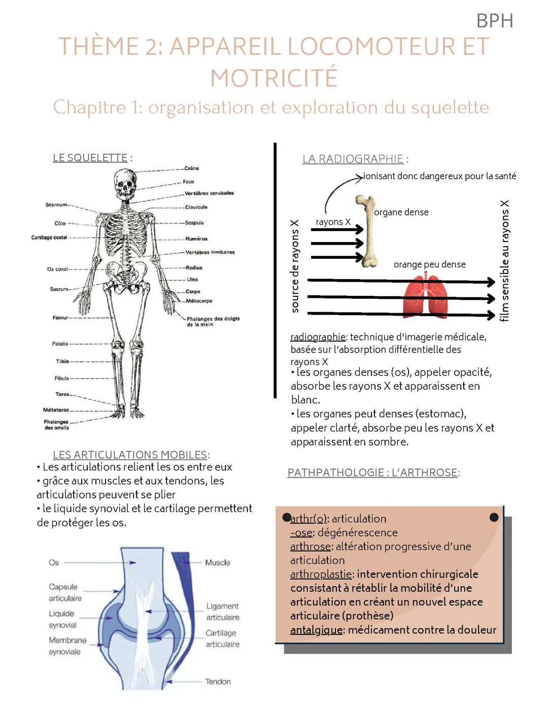 bph: organisation et exploration du squelette