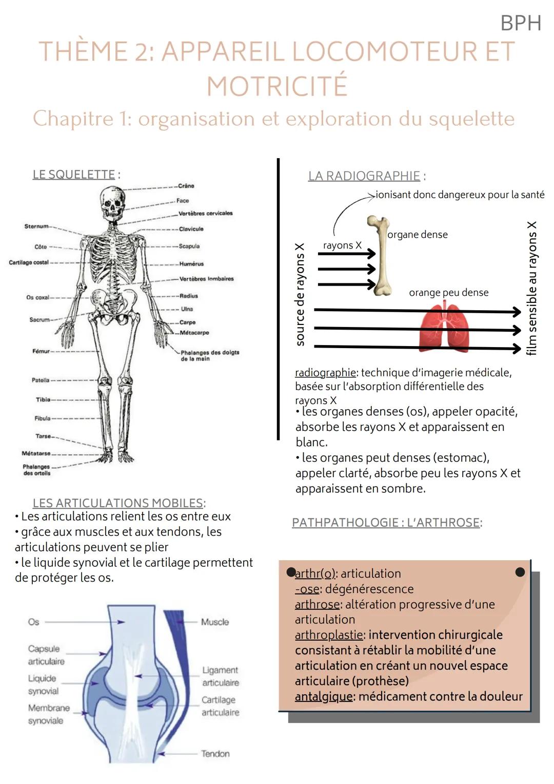 BPH
THÈME 2: APPAREIL LOCOMOTEUR ET
MOTRICITÉ
Chapitre 1: organisation et exploration du squelette
LE SQUELETTE:
Sternum-
Côte--->
Cartilago