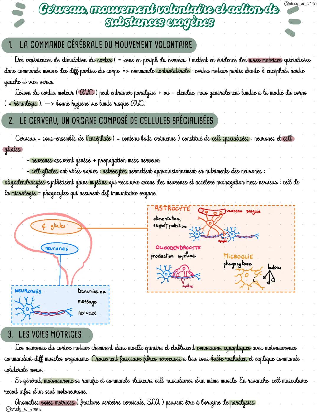 Cerveau, mouvement volontaire et action de substances exogènes