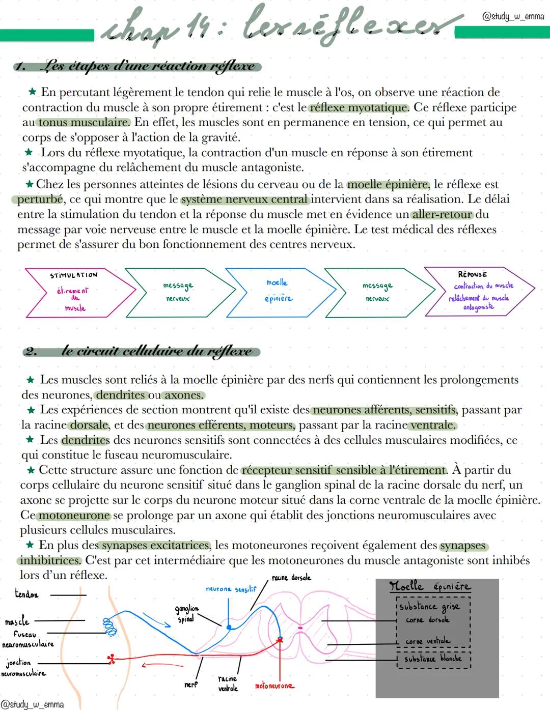 chap 19: levséflexer
1. Les étapes d'une réaction réflexe
@study_w_emma
En percutant légèrement le tendon qui relie le muscle à l'os, on obs