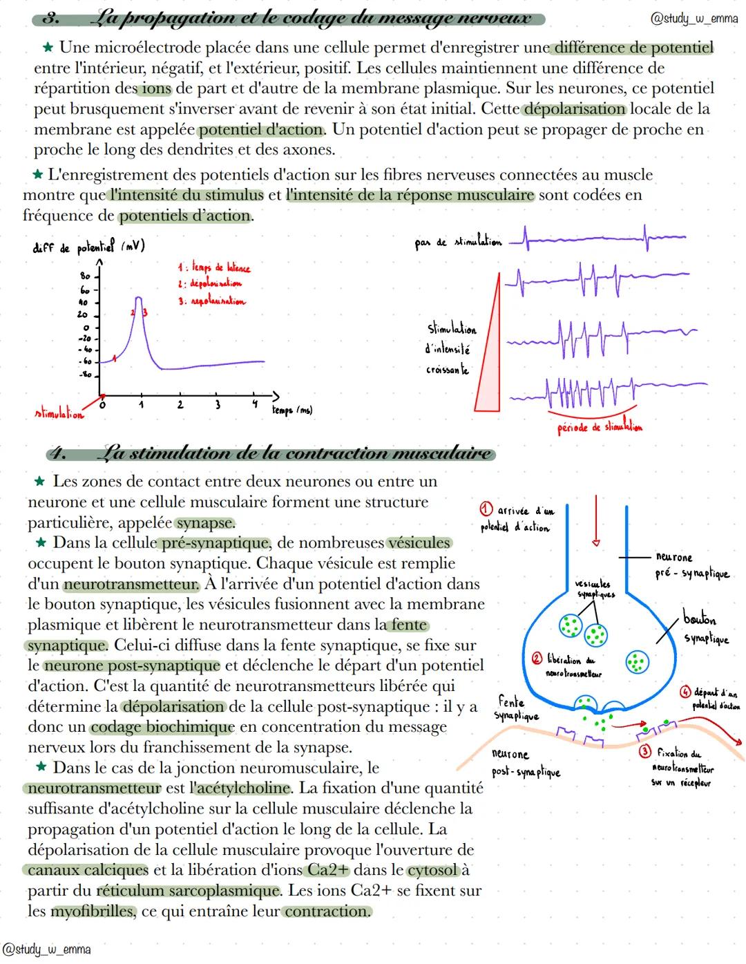 chap 19: levséflexer
1. Les étapes d'une réaction réflexe
@study_w_emma
En percutant légèrement le tendon qui relie le muscle à l'os, on obs