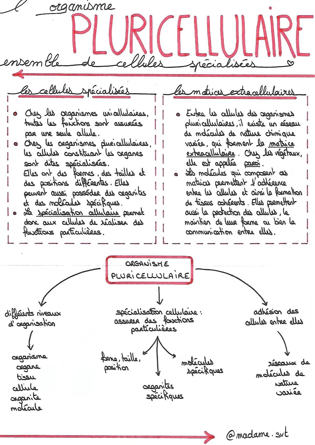 # organisme
# PLURICELLULAIRE
ensemble de cellules spécialisées ♡
les cellules spécialisées les matrices extracellulaires
• Ches les org