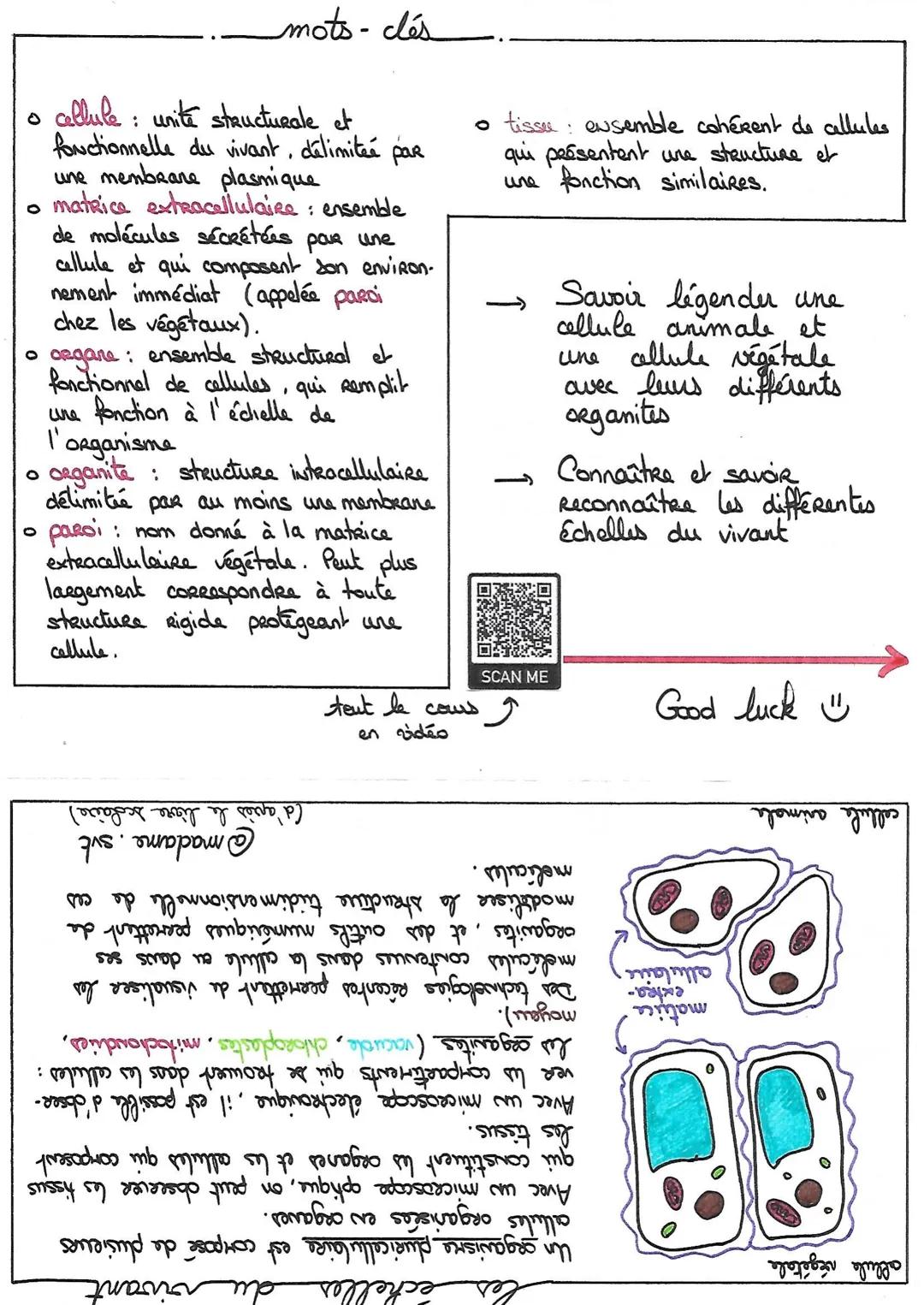 # organisme
# PLURICELLULAIRE
ensemble de cellules spécialisées ♡
les cellules spécialisées les matrices extracellulaires
• Ches les org