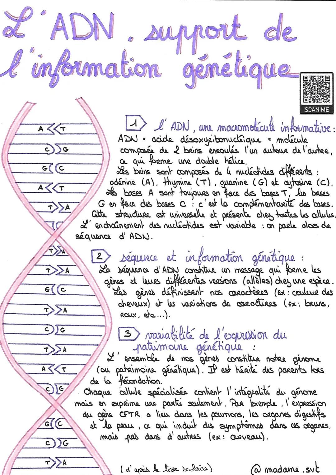 L'ADN support de
l'information génétique
AT
G
G(C
AT
ΤΣΑ
A
G(C
A
G
ΤΣΑ
A
AT
GC
©G
ΤΑ
=
SCAN ME
l'ADN, une macromolécule informative:
5
ADN a