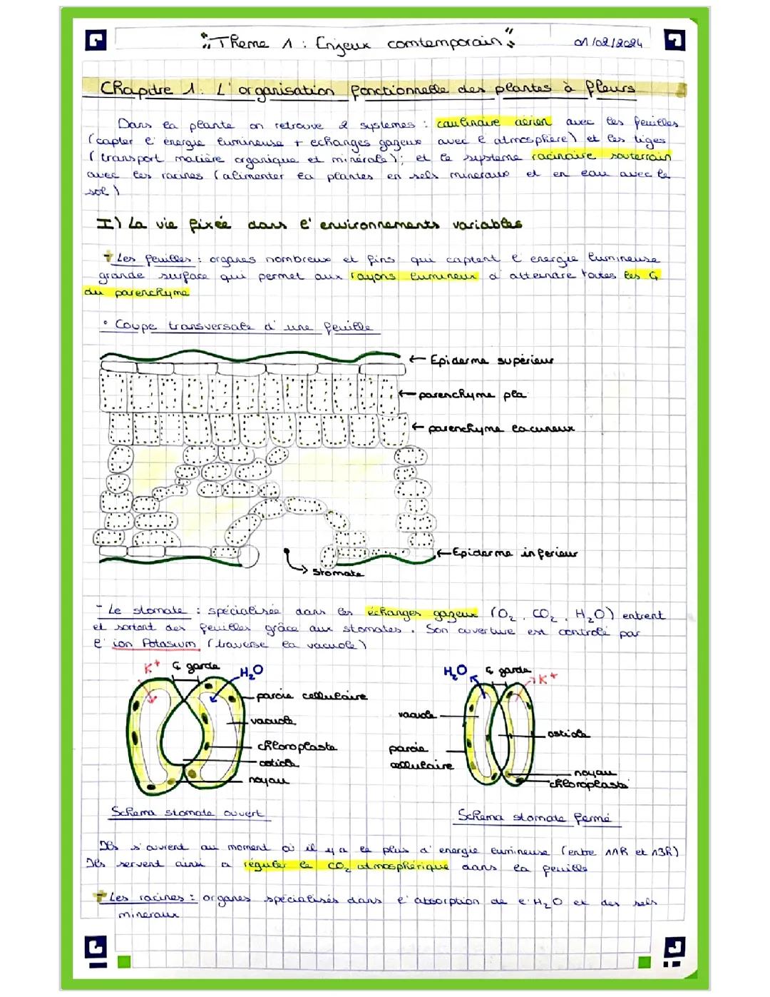 L’organisation fonctionnelle des plantes à fleurs