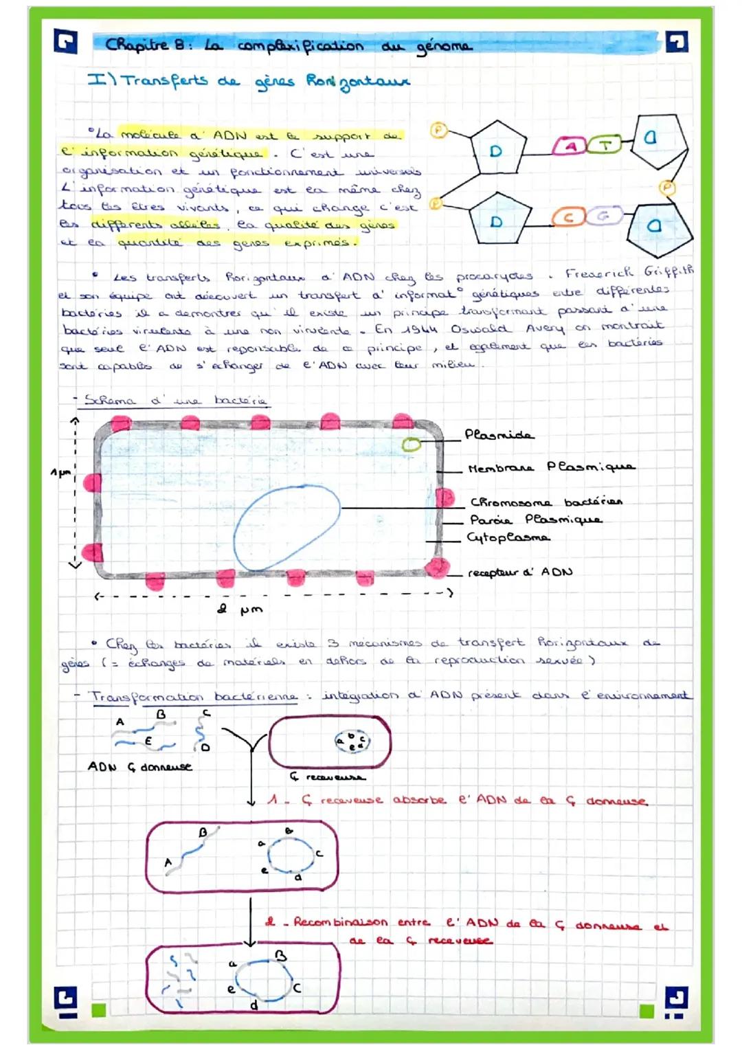 Chapitre 8: La complexification du génoma
I) Transferts de gères horizontour
La molécute a ADN est le support
Cinformation gérétique. C'es
