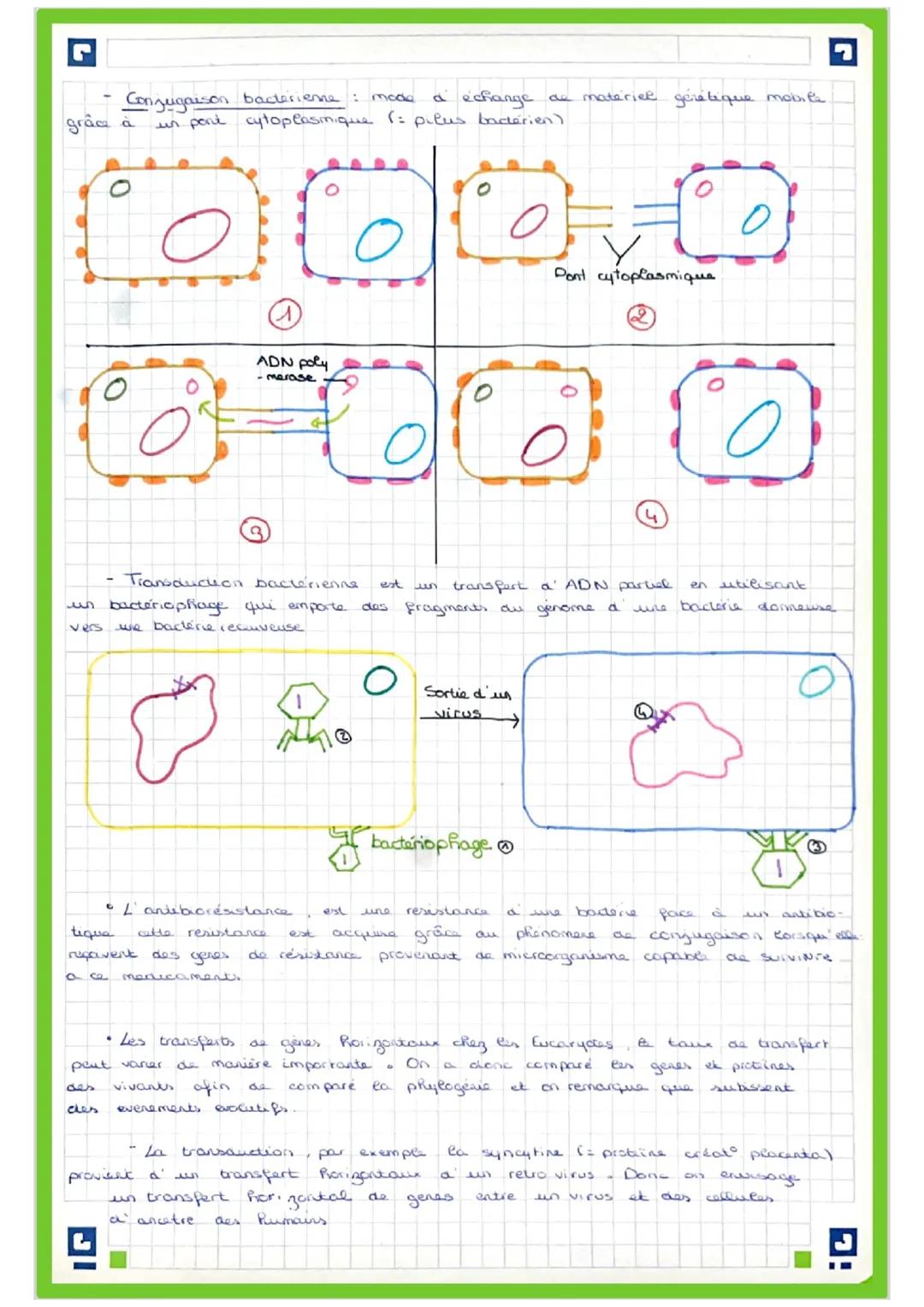 Chapitre 8: La complexification du génoma
I) Transferts de gères horizontour
La molécute a ADN est le support
Cinformation gérétique. C'es